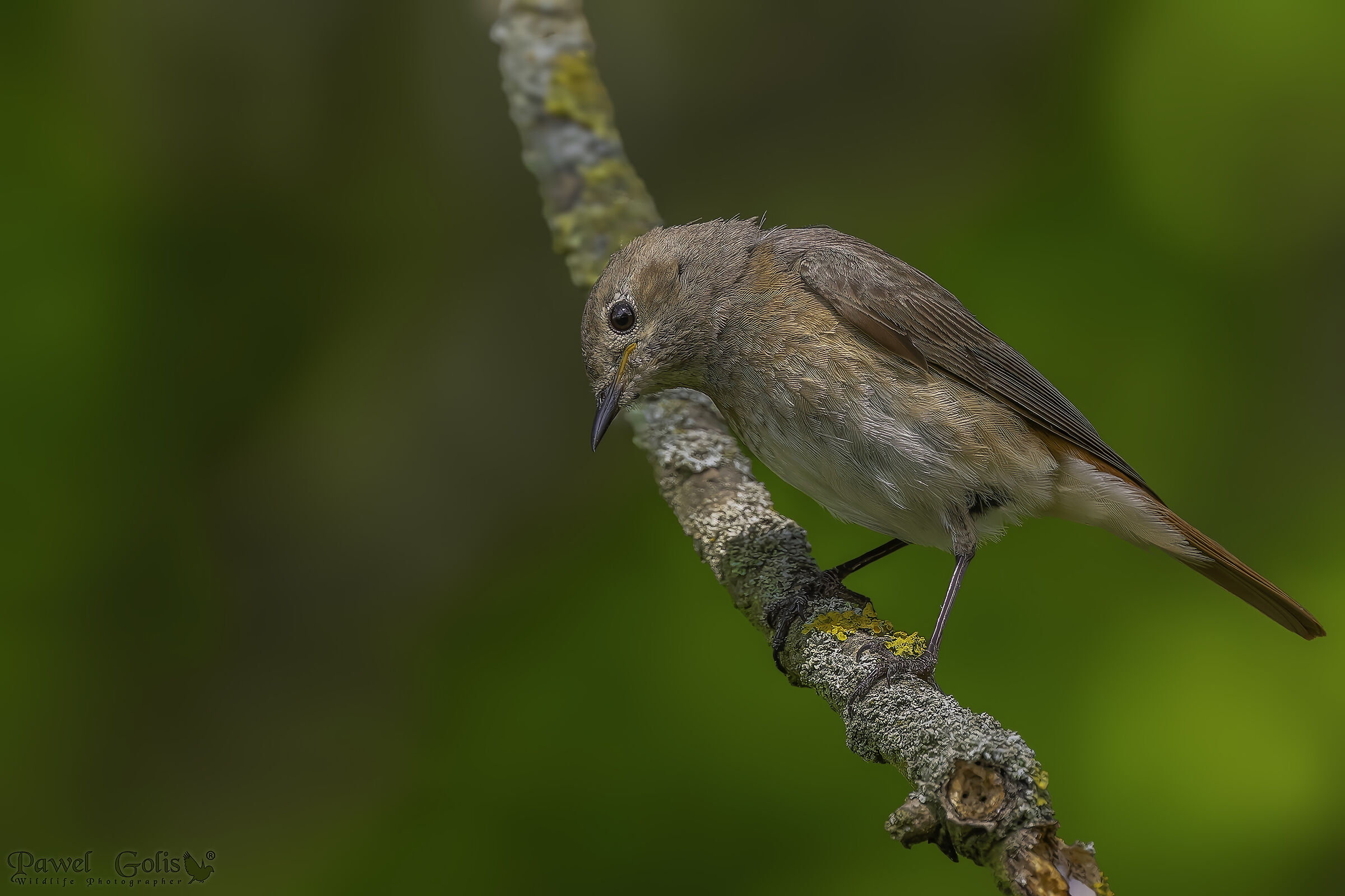 Common redstart (Phoenicurus phoenicurus)