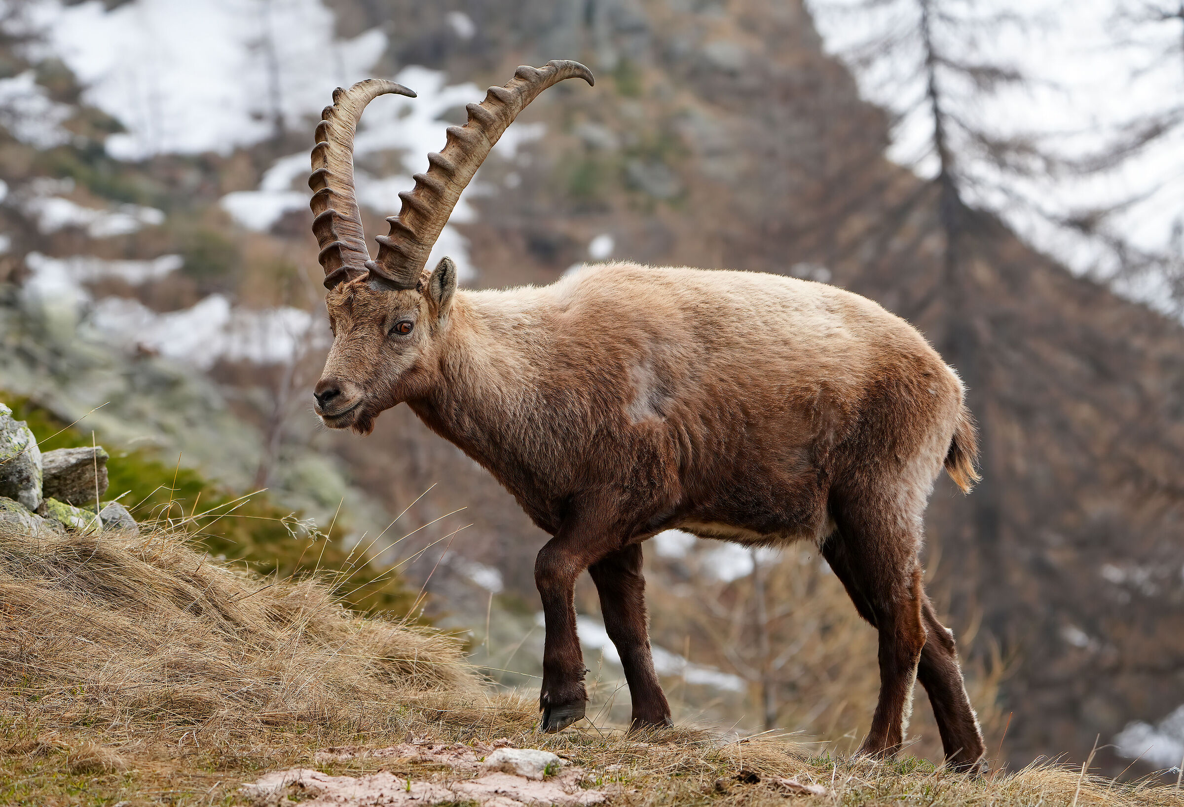 Ibex