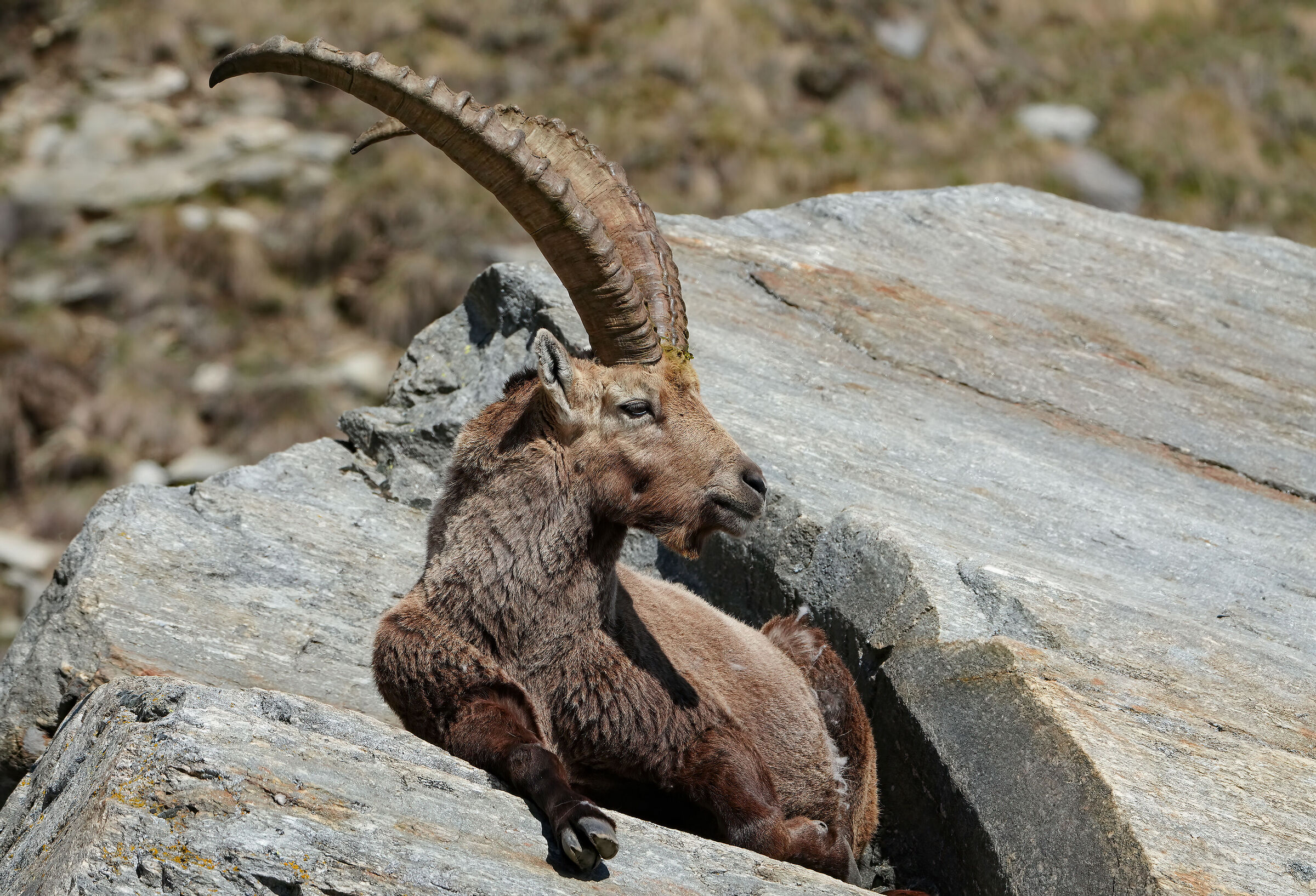 Ibex