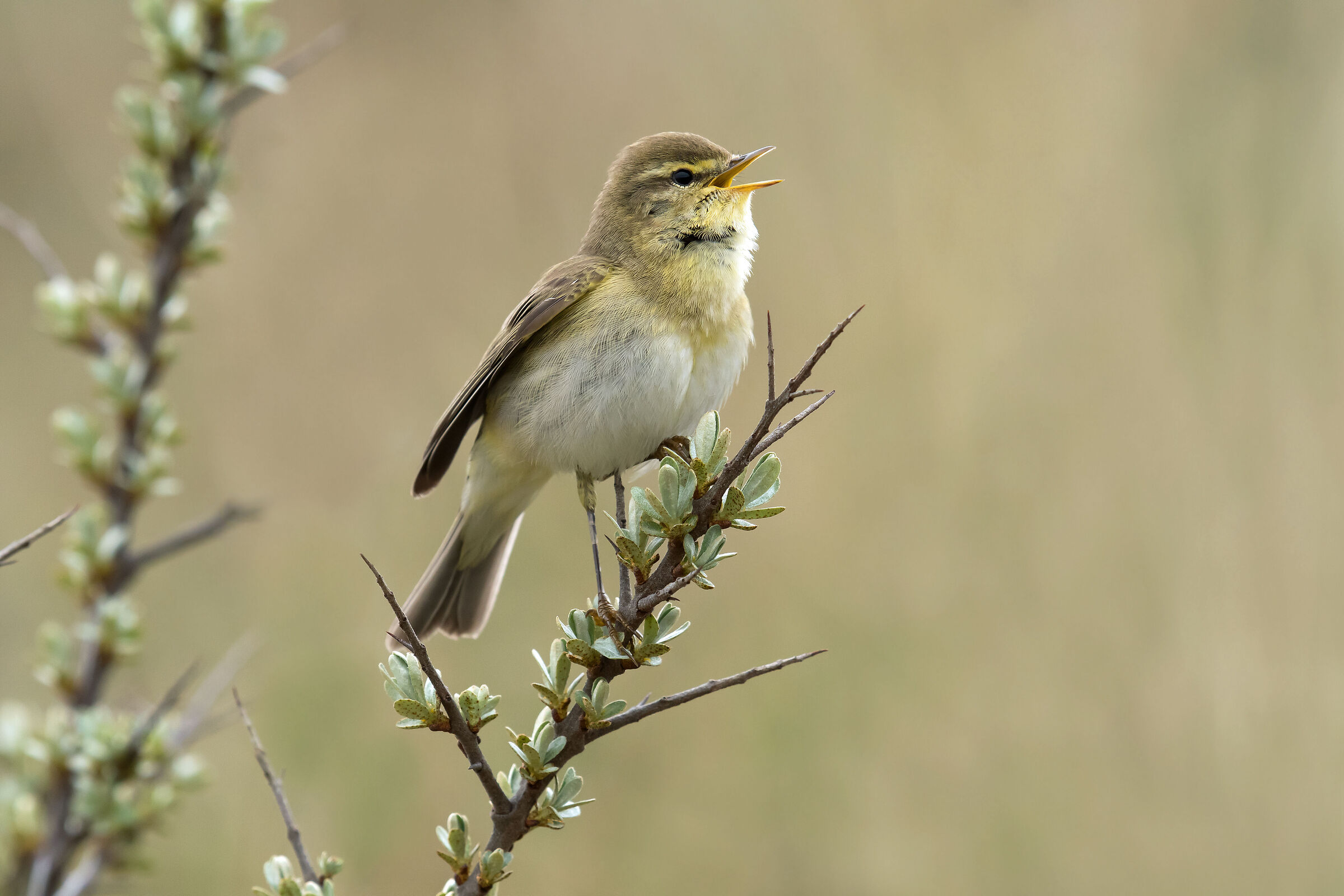 Willow Warbler