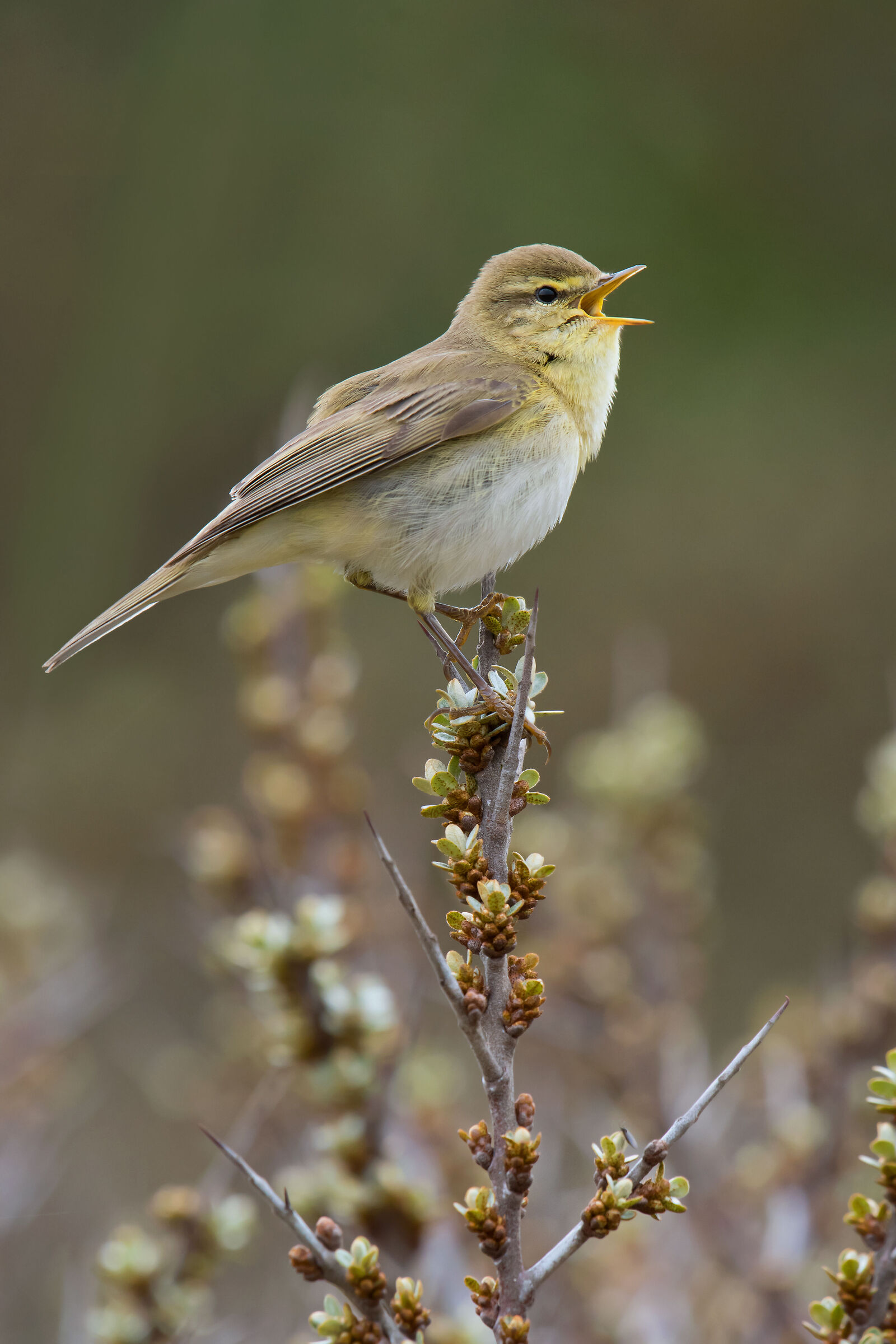Willow Warbler
