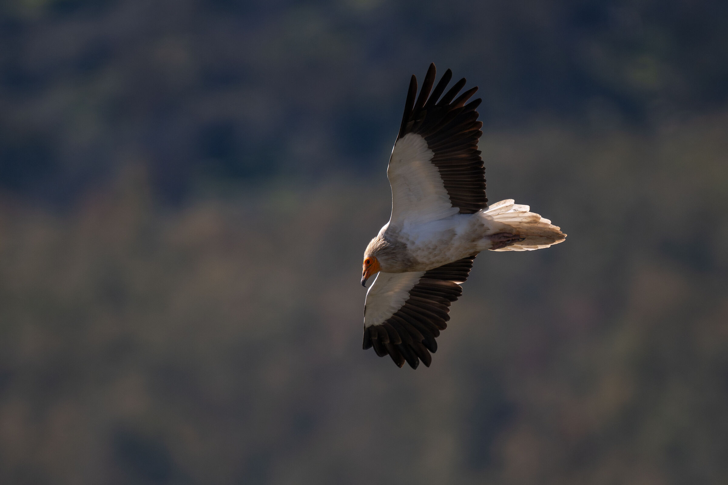 White scavenger vulture