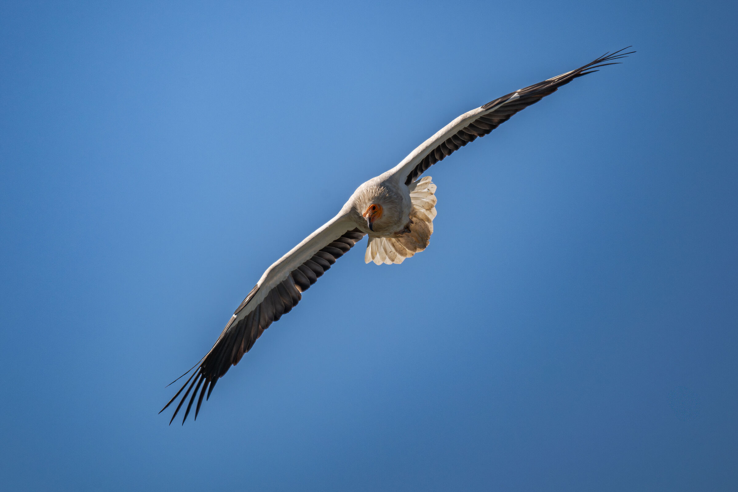 Egyptian vulture III