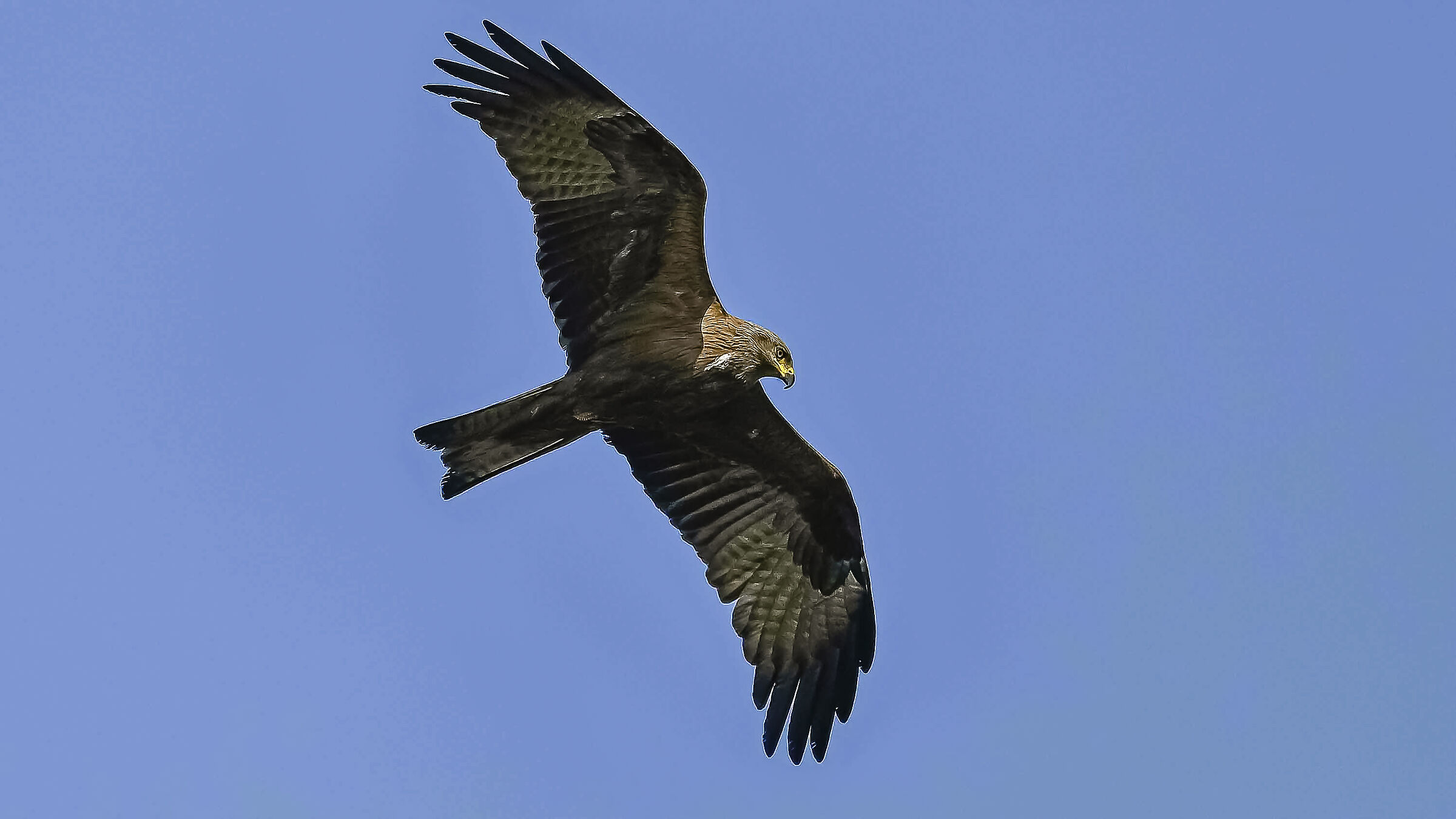 Black kite!!