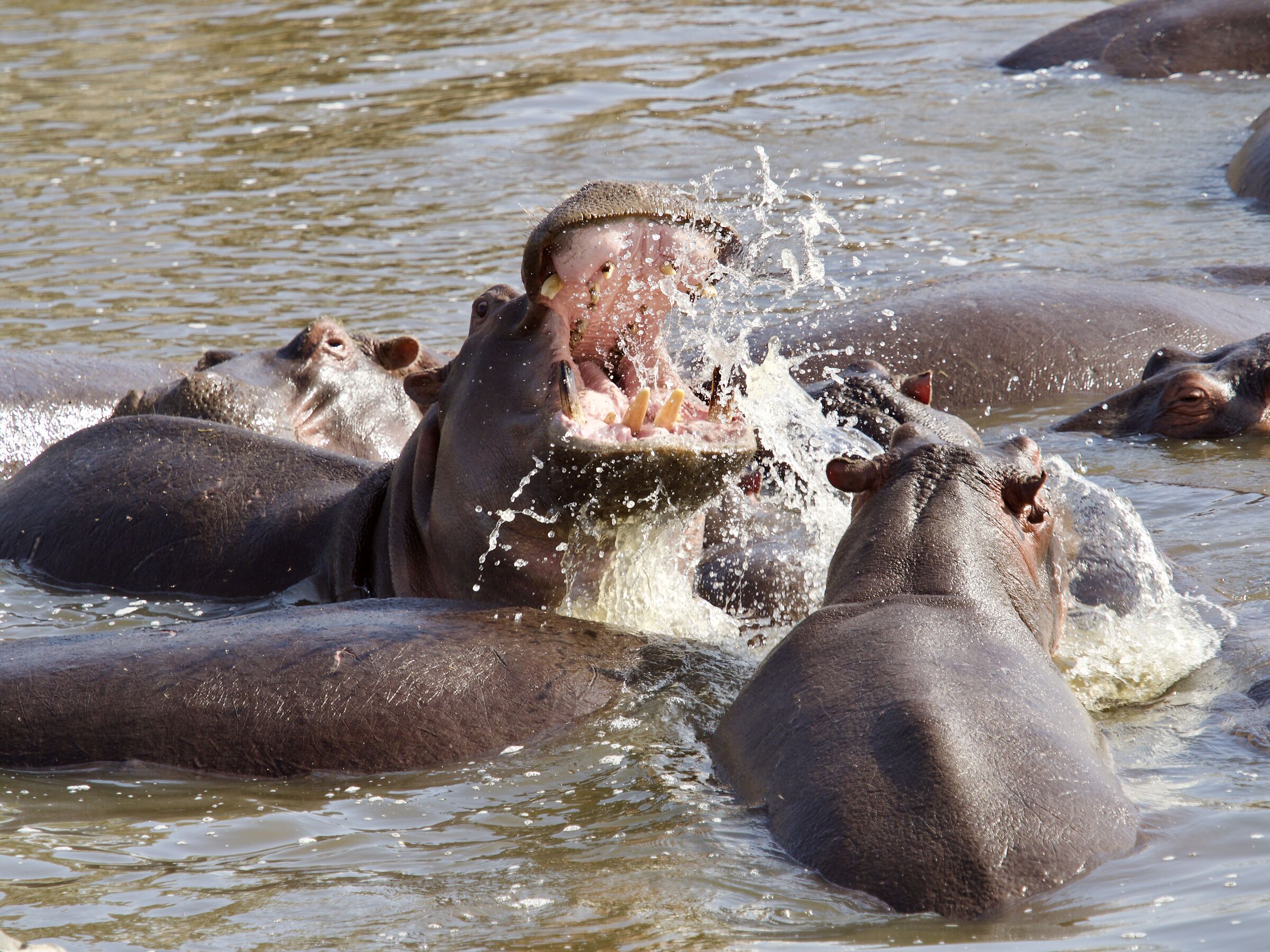 compagnia tranquilla