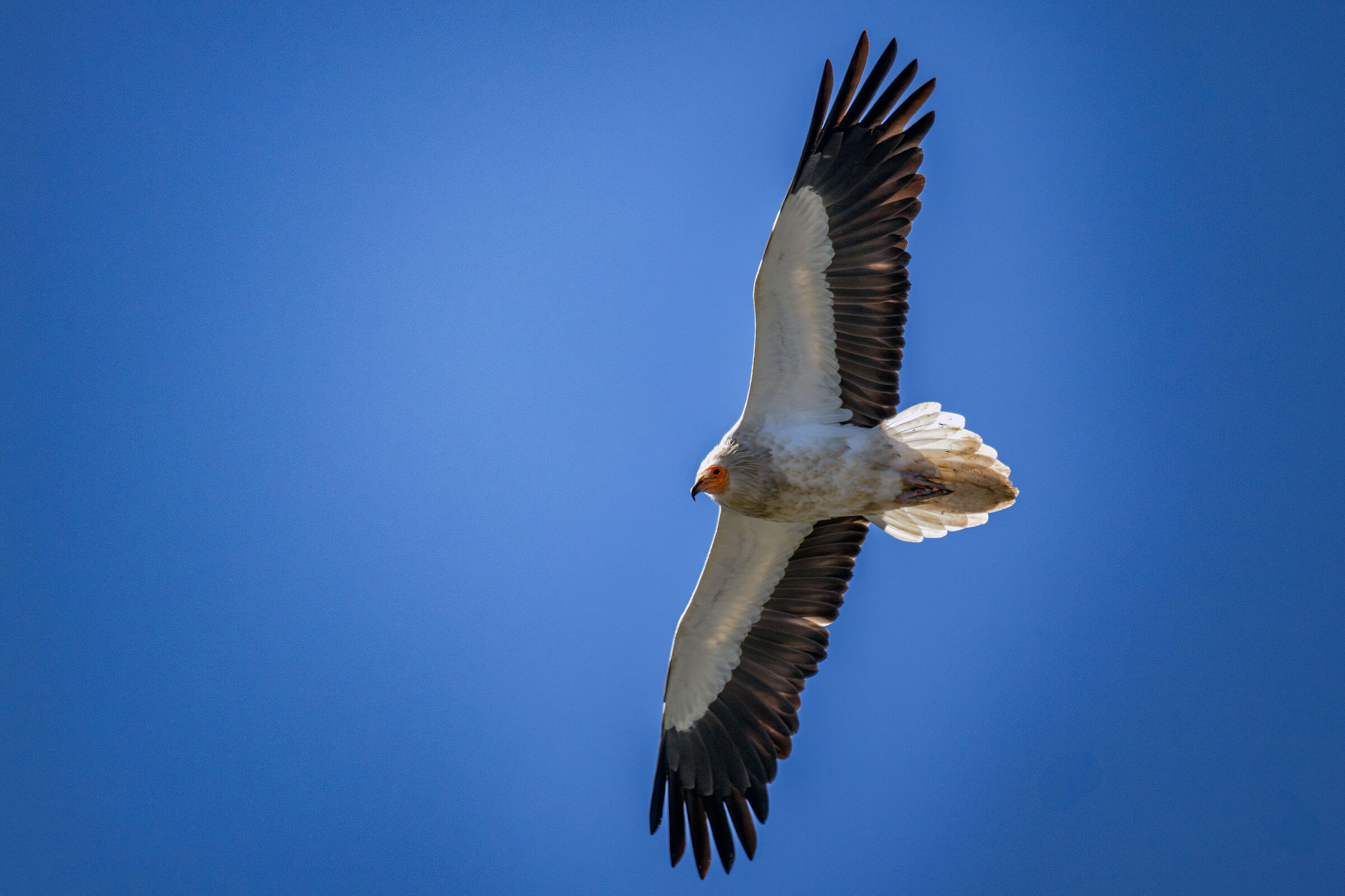 Egyptian vulture in the sky