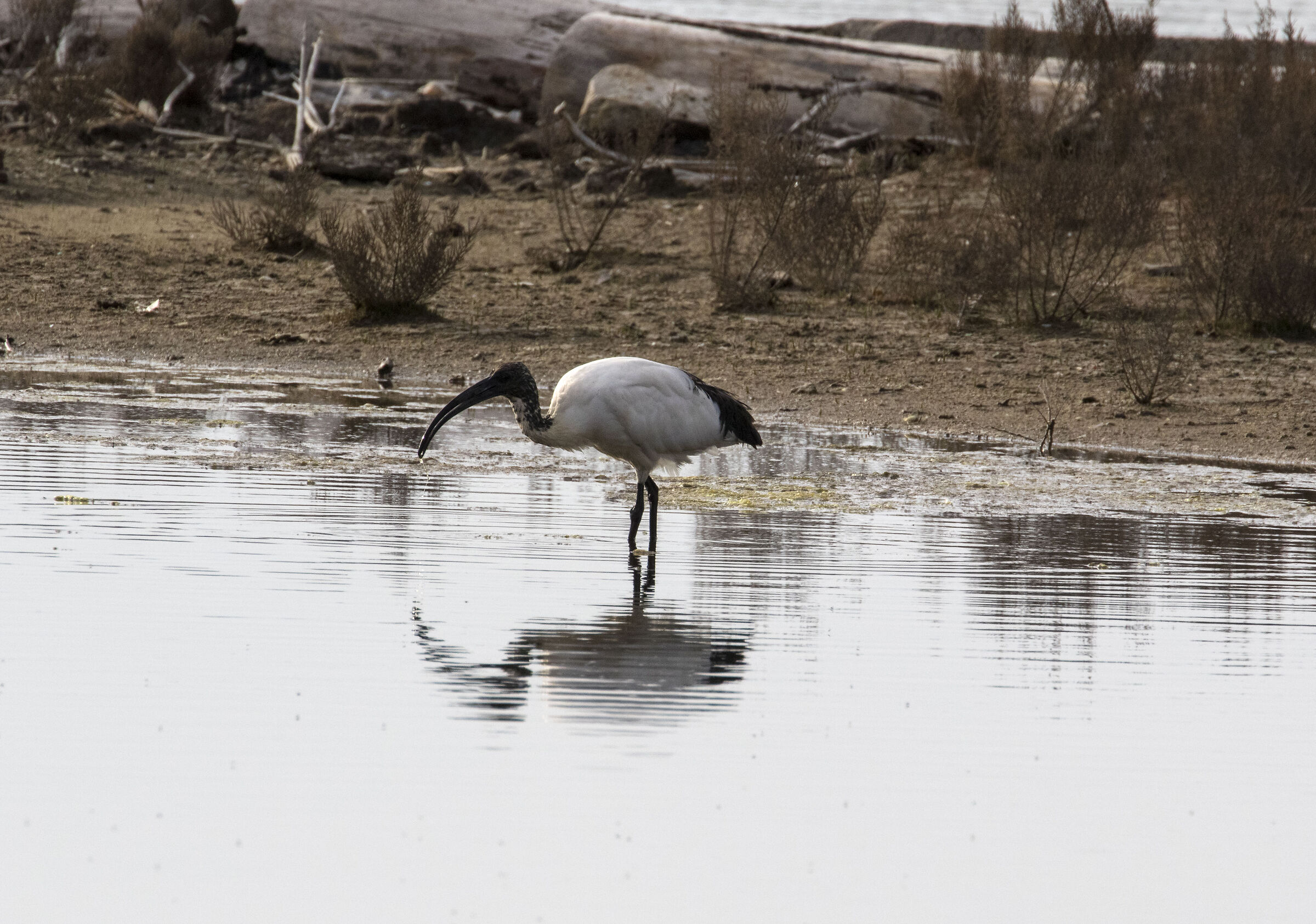 Sacred Ibis (Circeo National Park)
