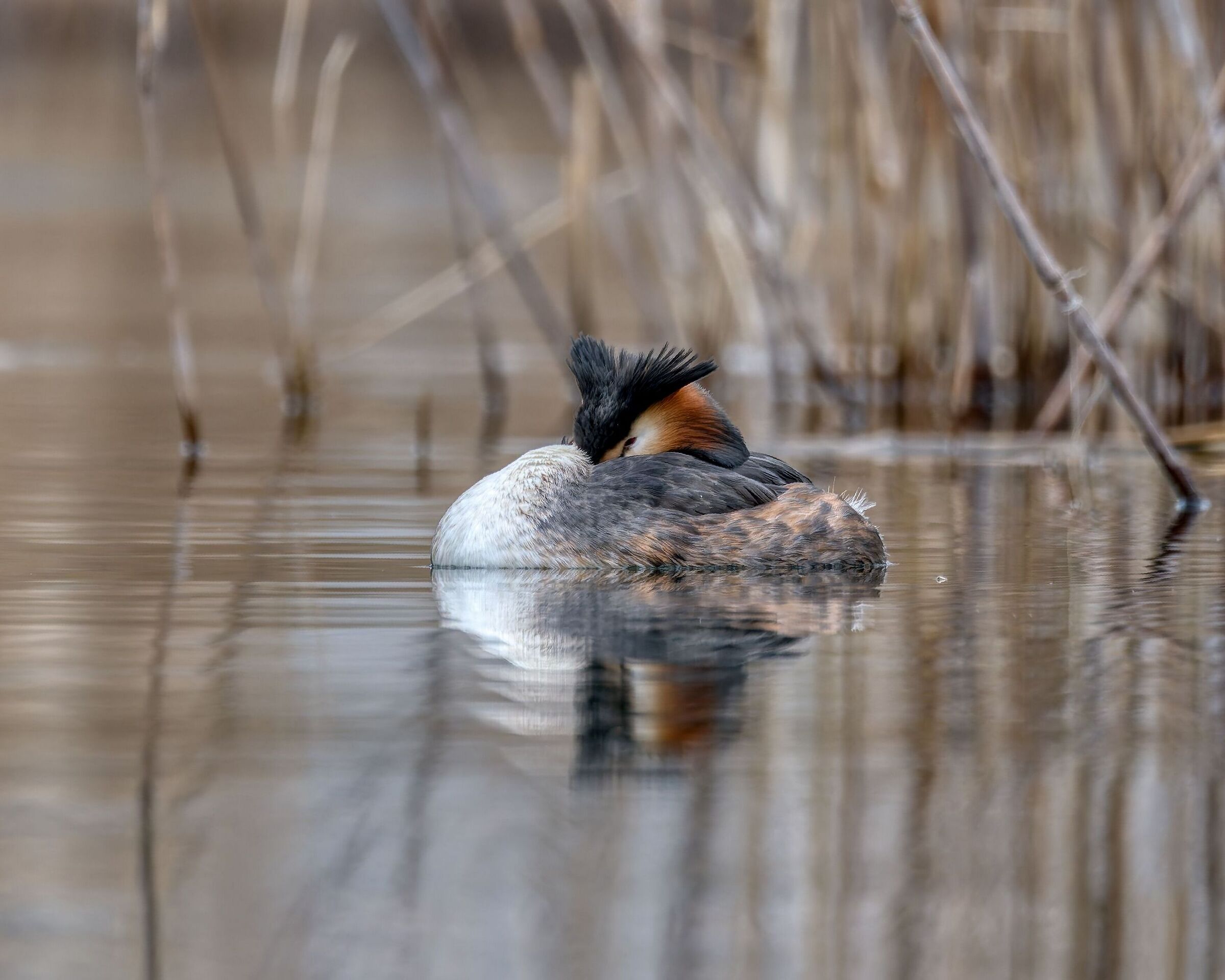 Great crested grebe
