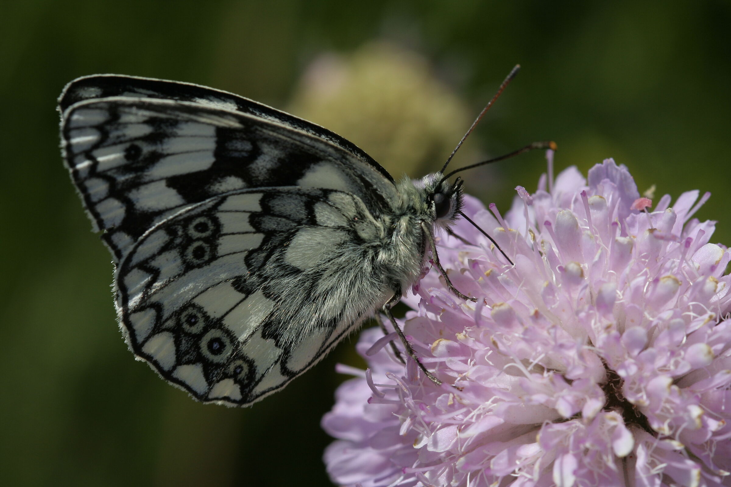Butterflies