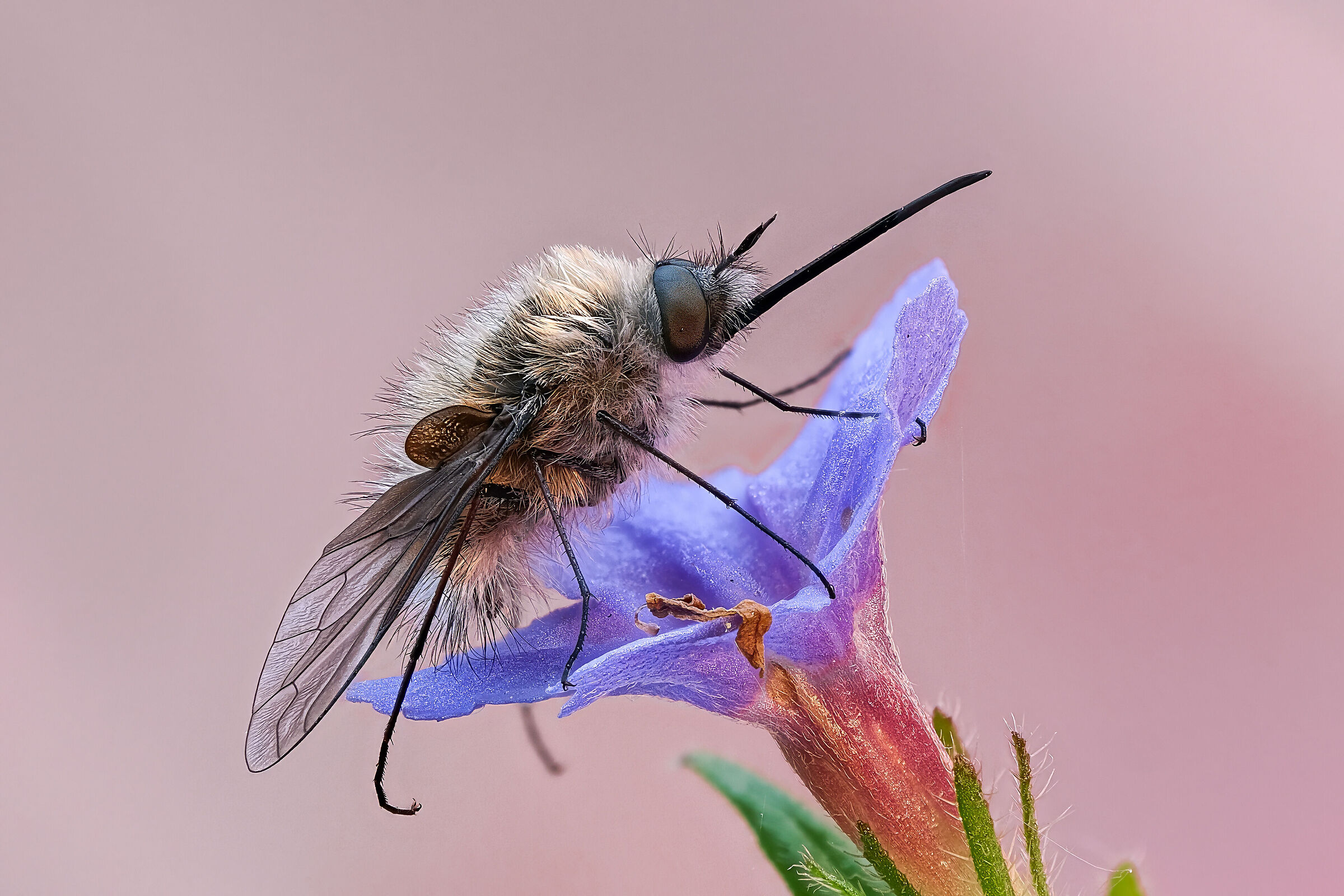 Bombylius cinerascens