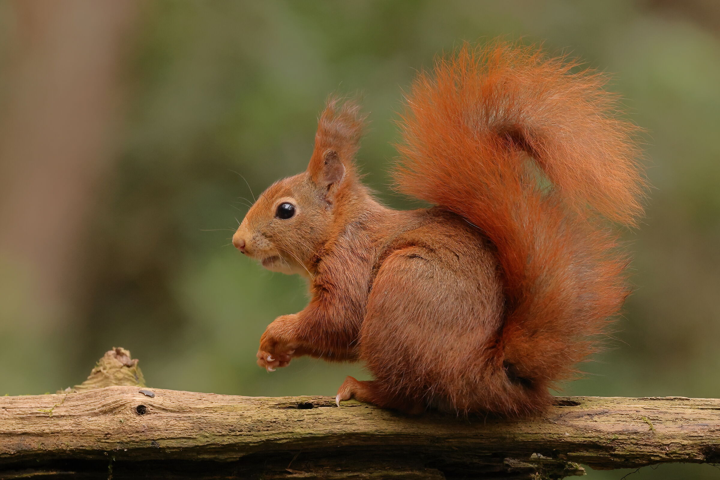 Red squirrel