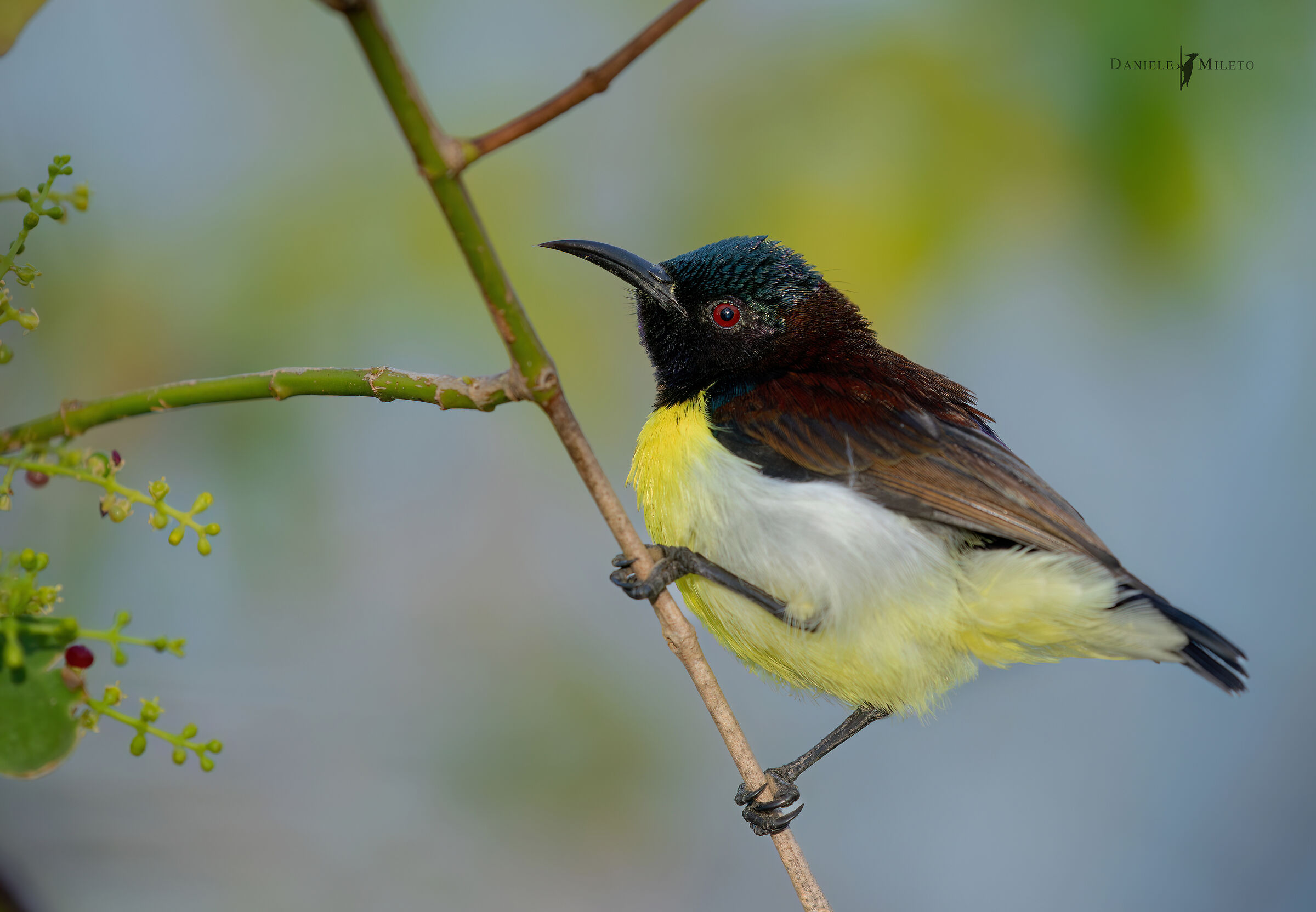 Subbird