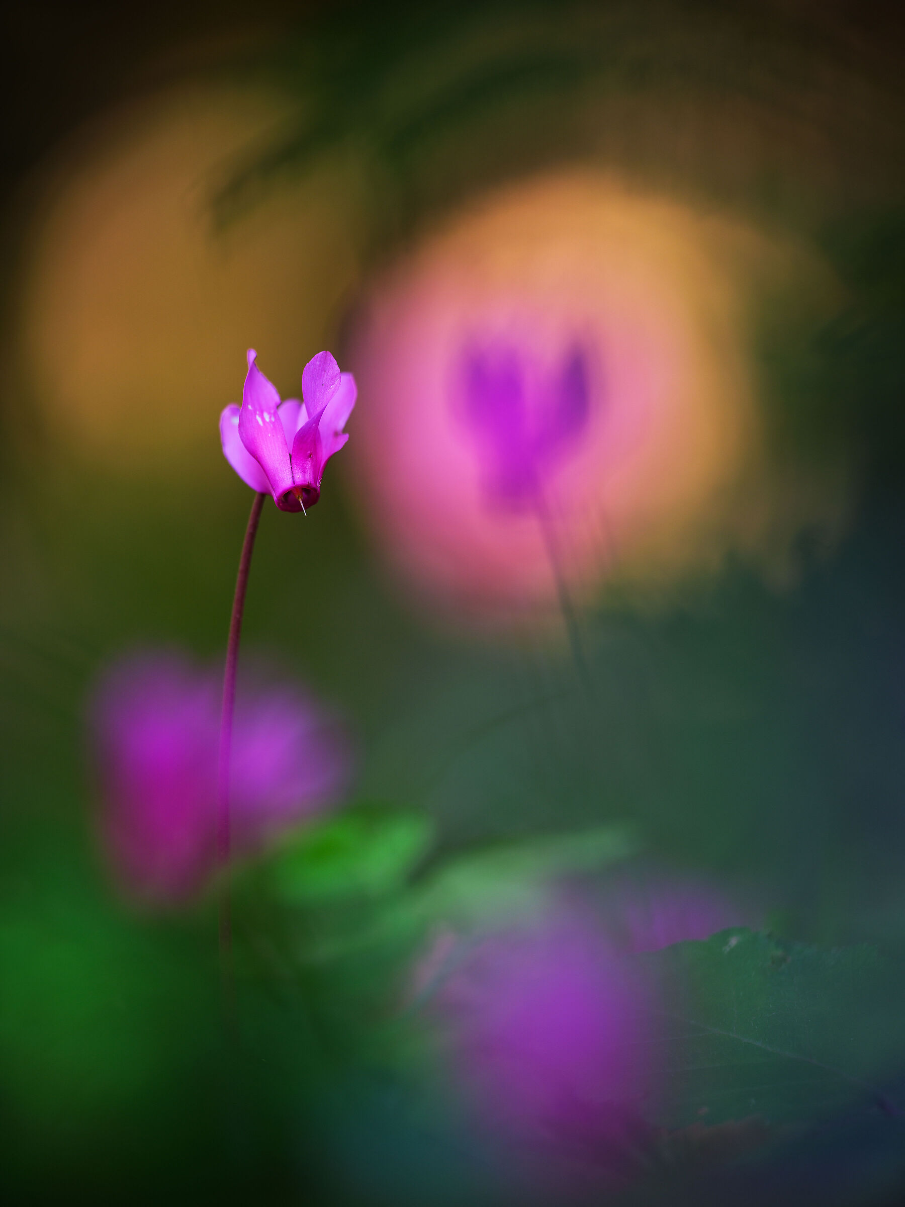 Ciclamino primaverile