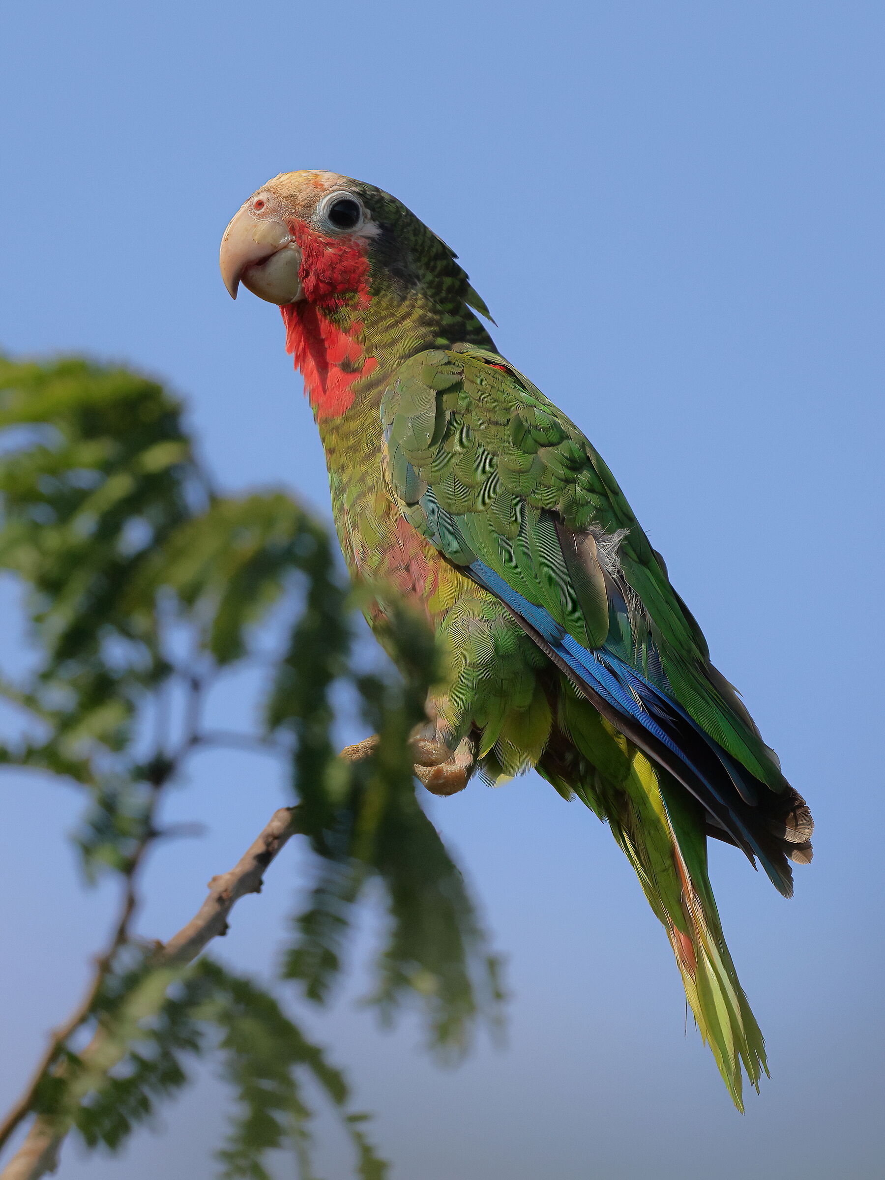 The colors of the cotorra