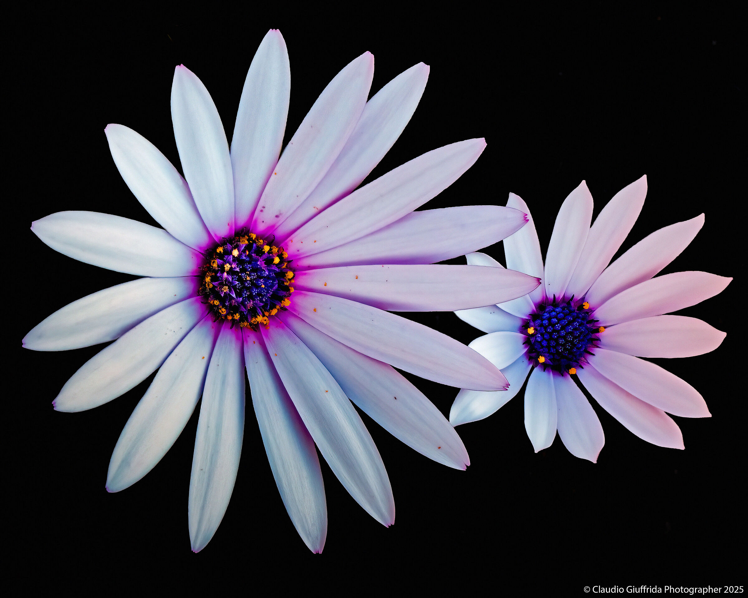 Osteospermum sp.