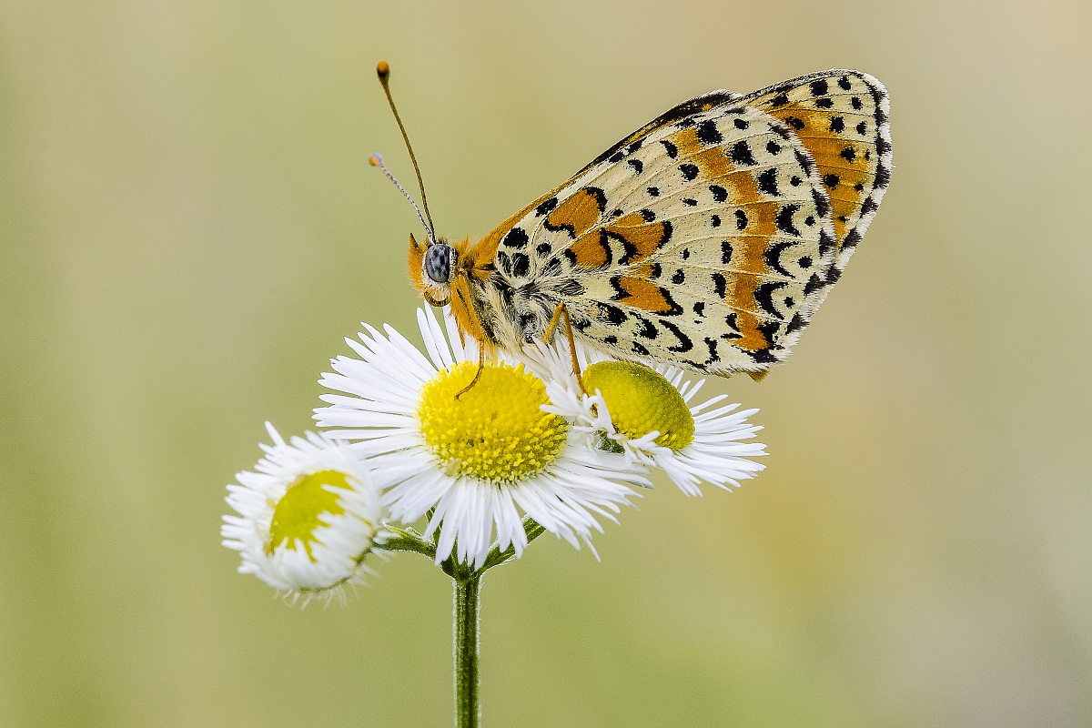 Melitaea Didyma