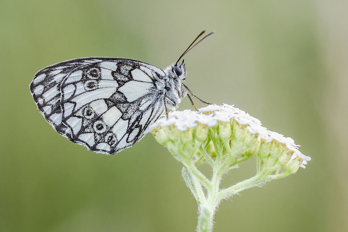 Melanargia Galathea
