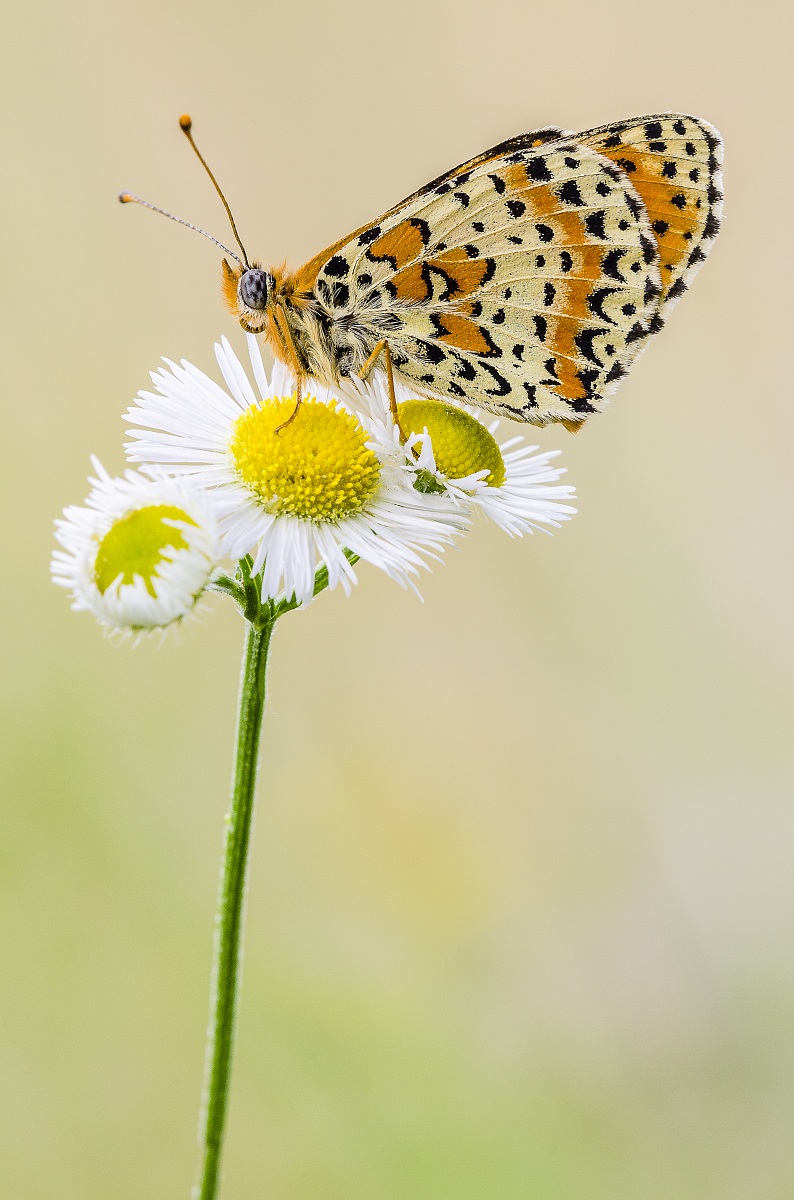 Melitaea Didyma