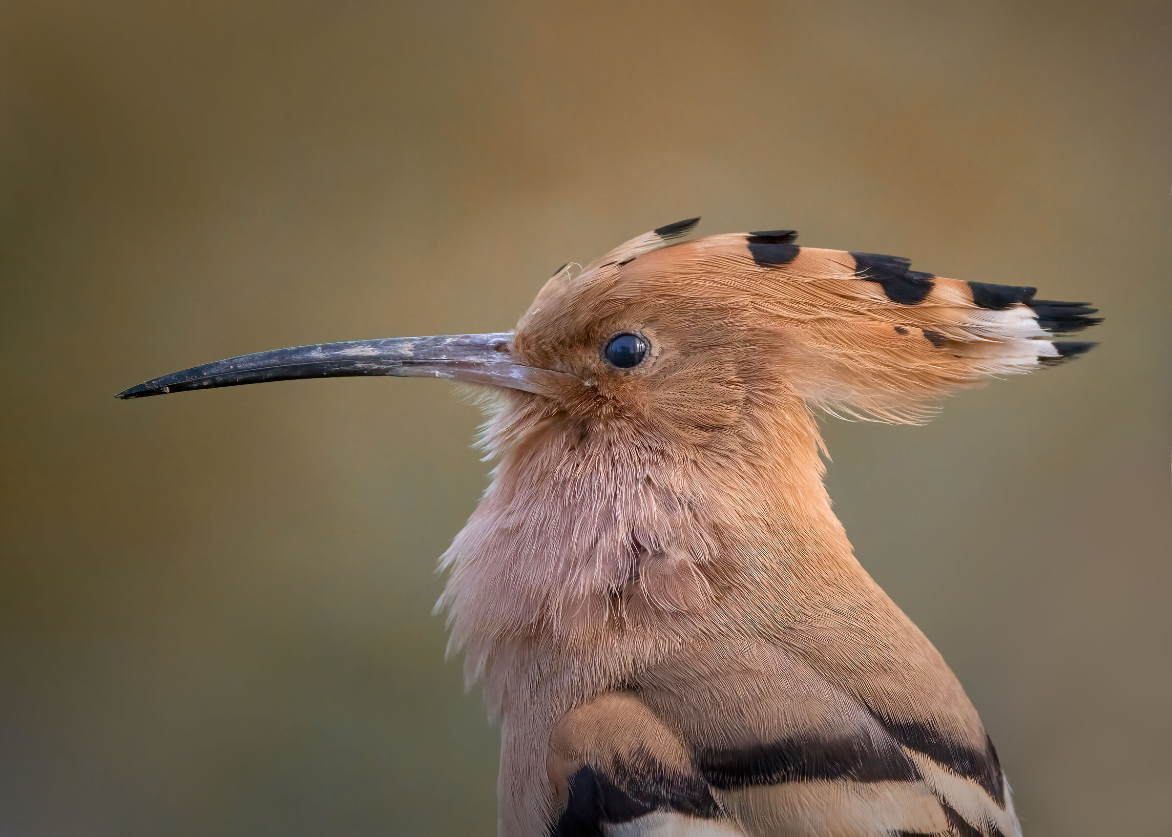 Ritratto di Ùpupa alle prime luci