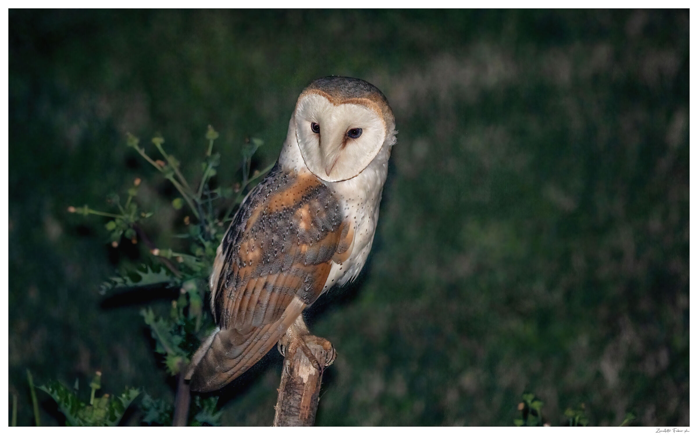 the prince of the night - Barn Owl