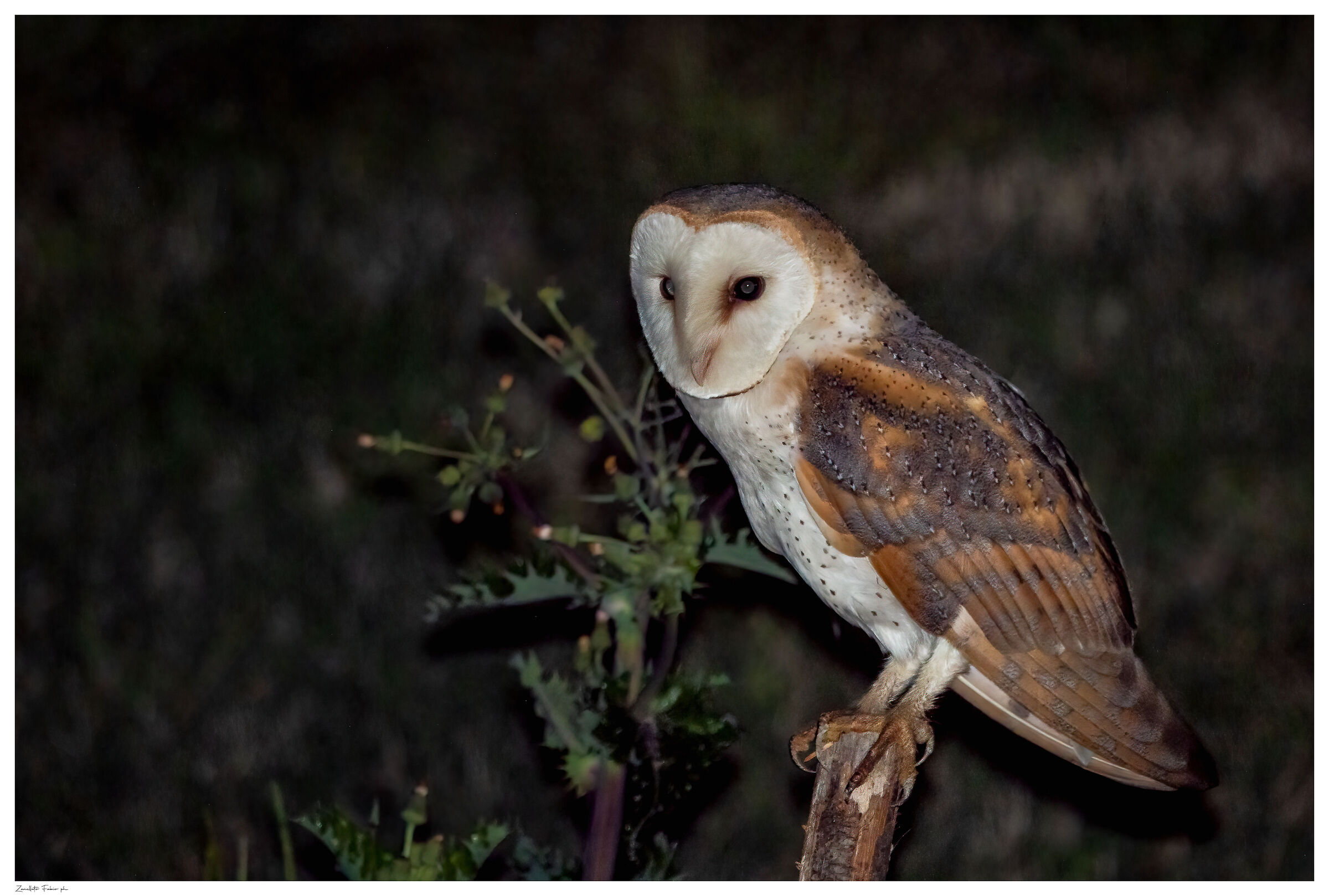 barn owl