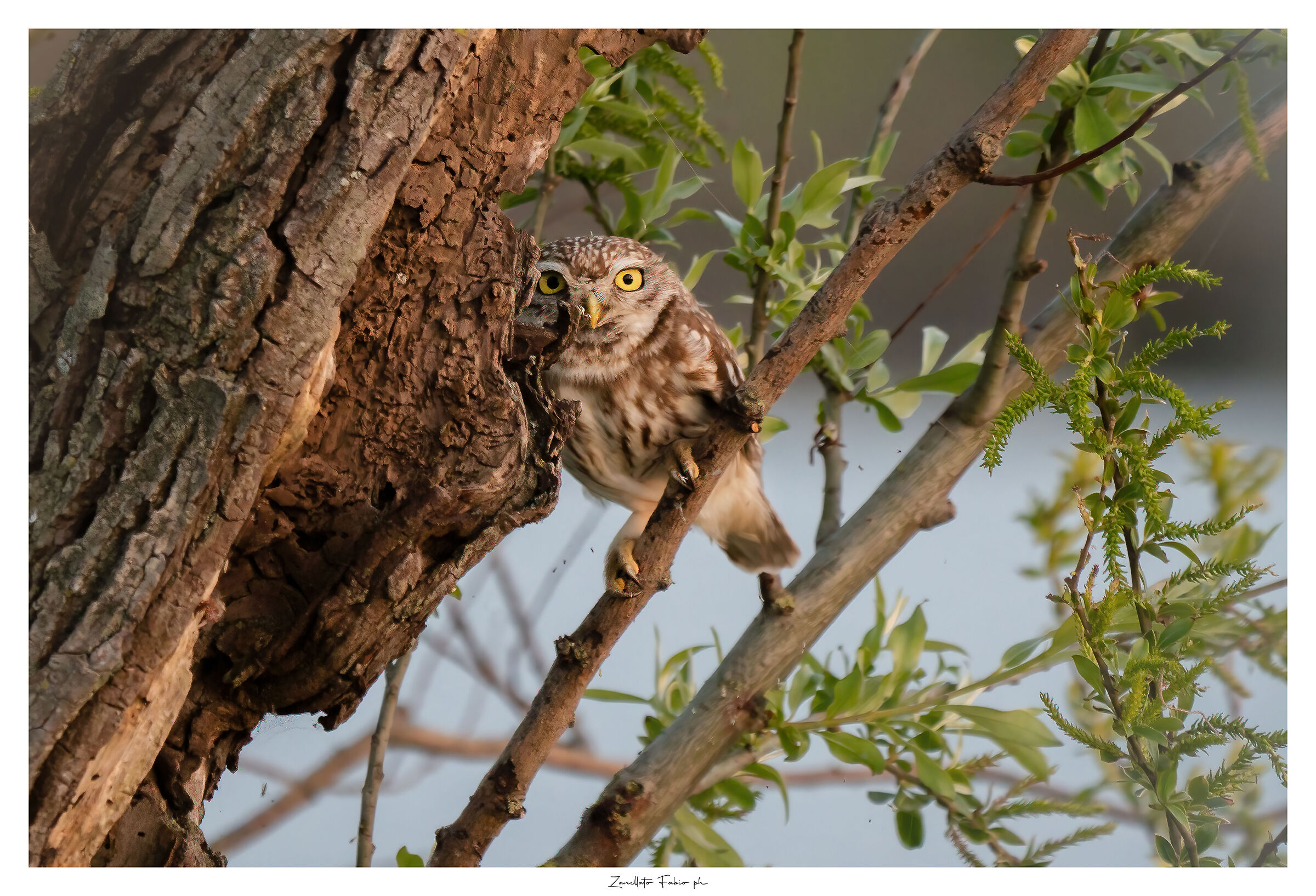 La civetta sull'albero al tramonto