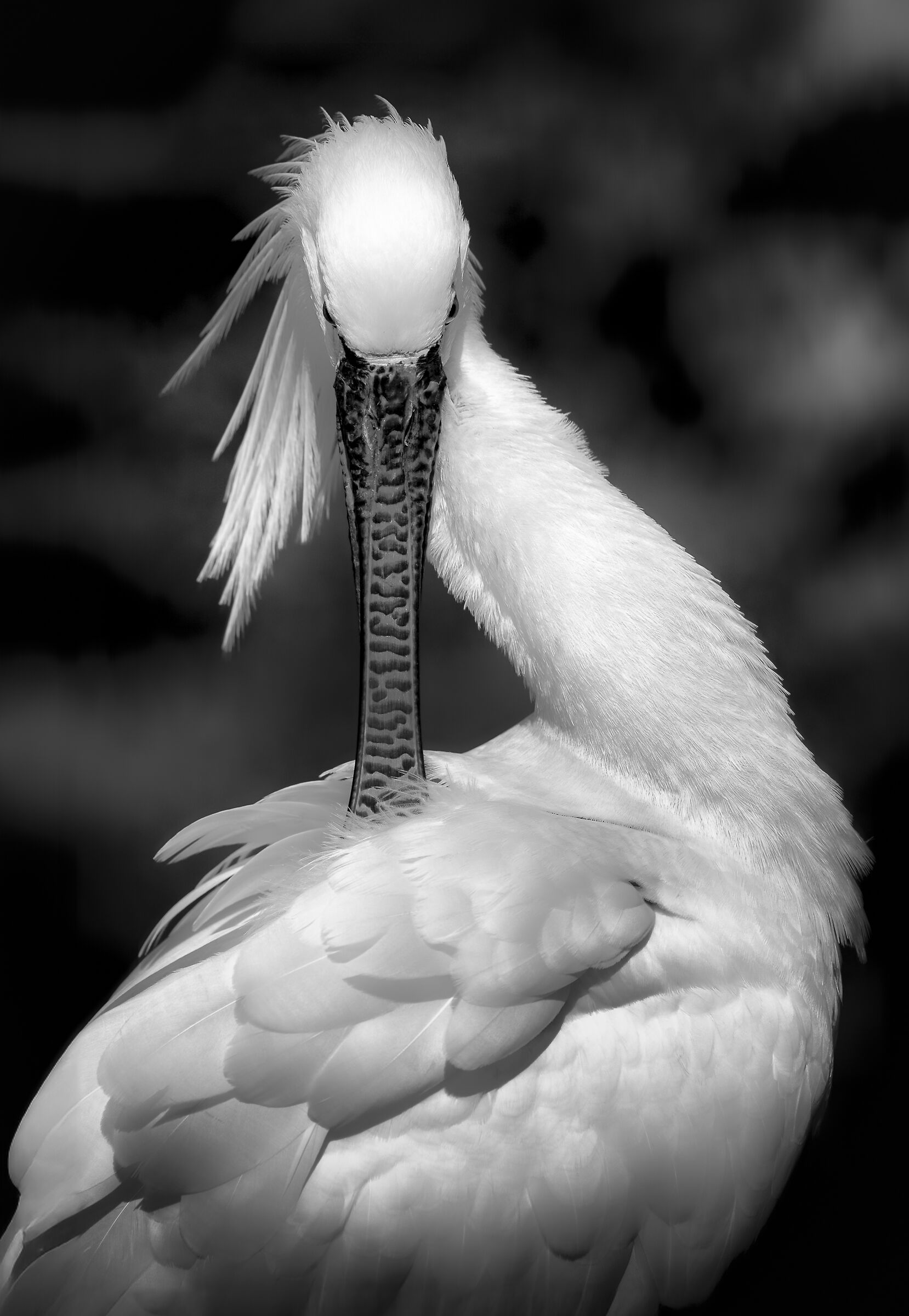 Portrait at a word
