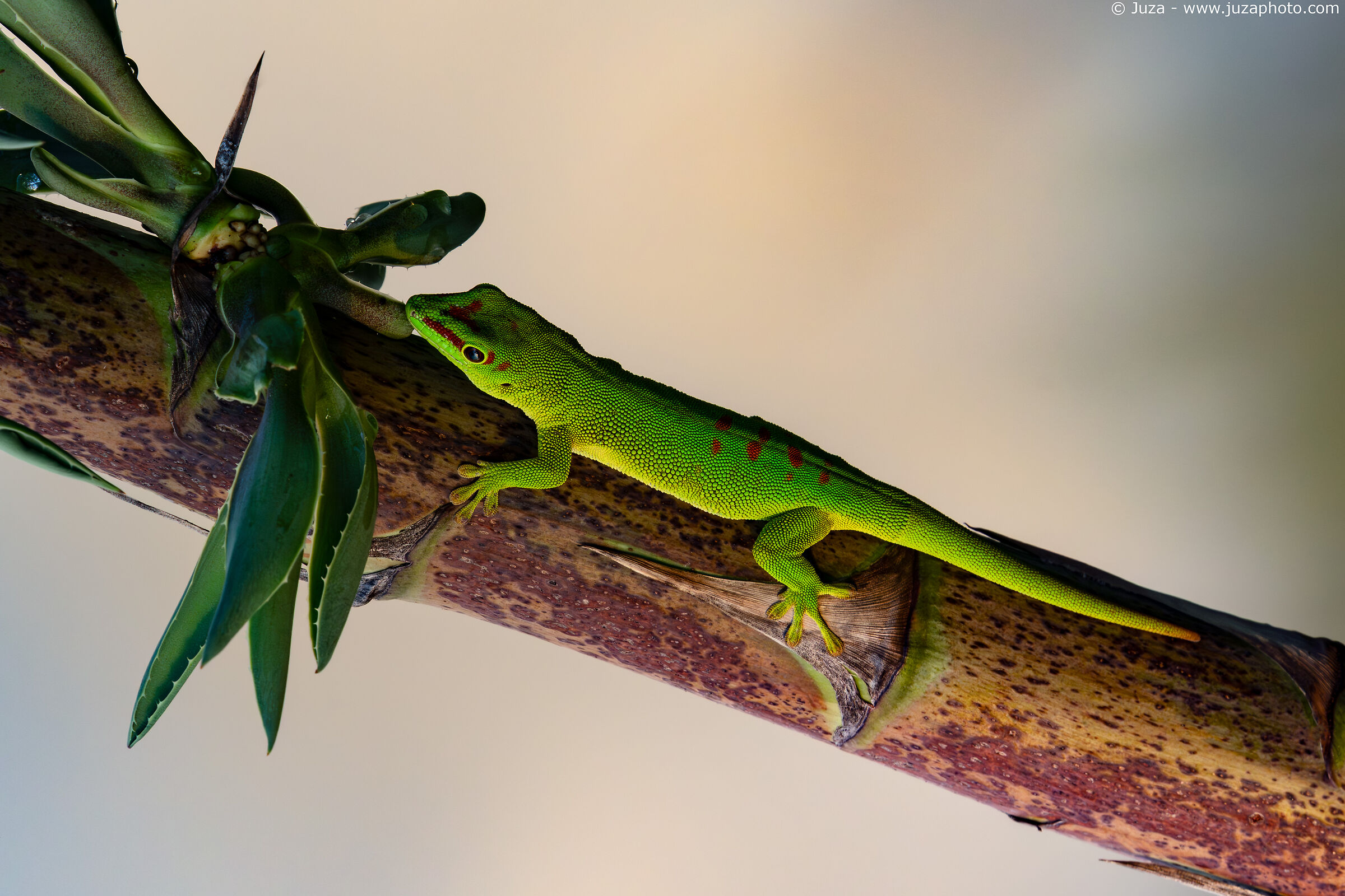 Madagascar giant day gecko (Phelsuma grandis)