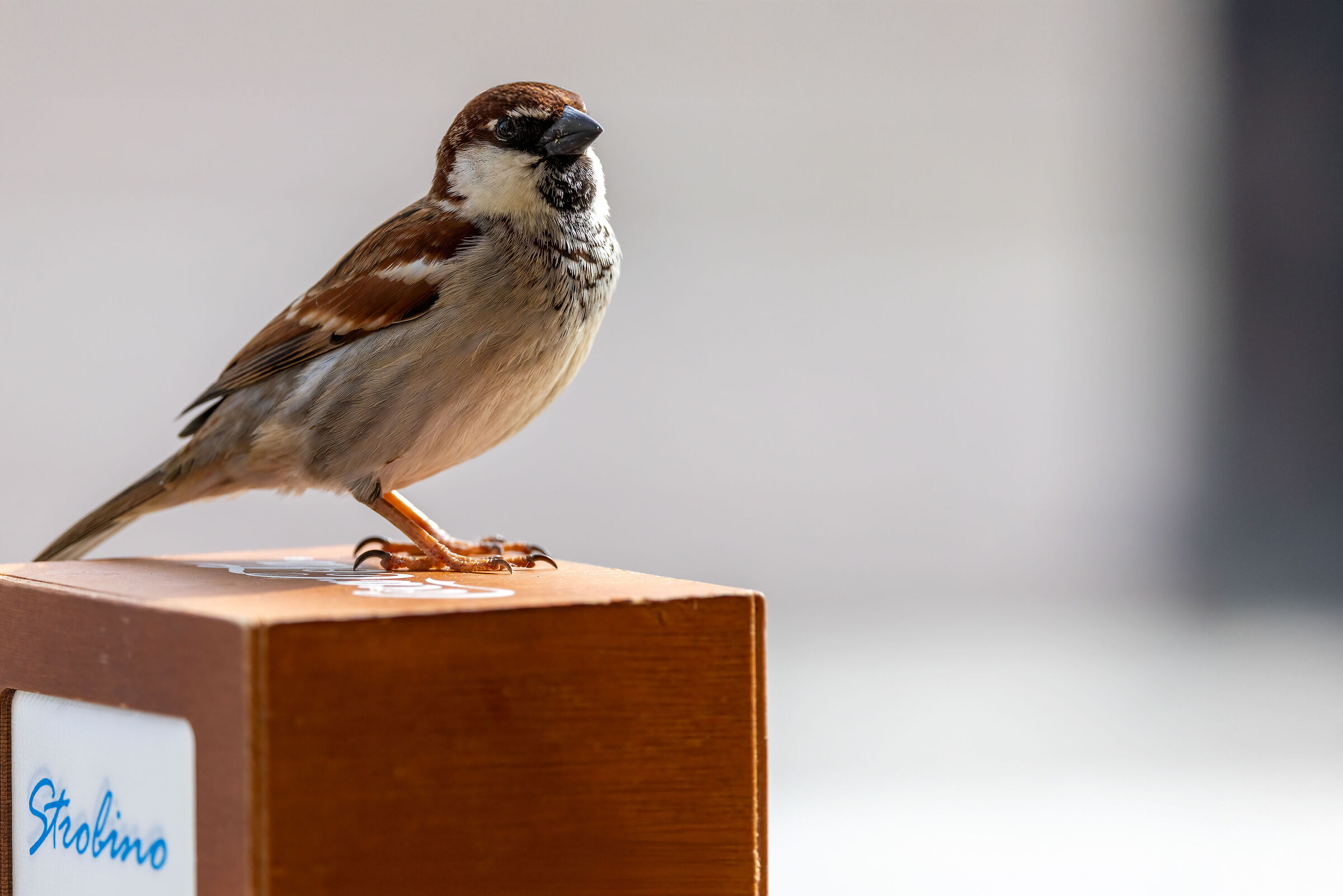 Sparrow