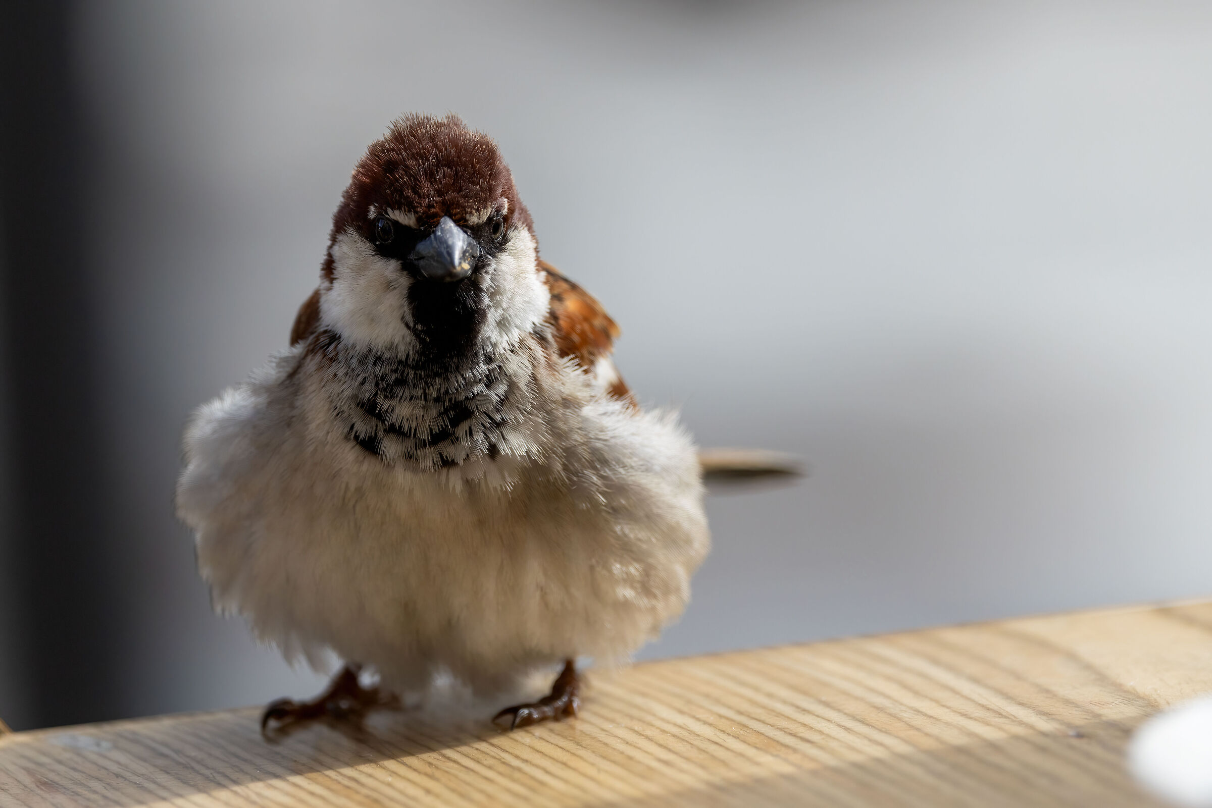 Olive Grove Sparrow ;-)