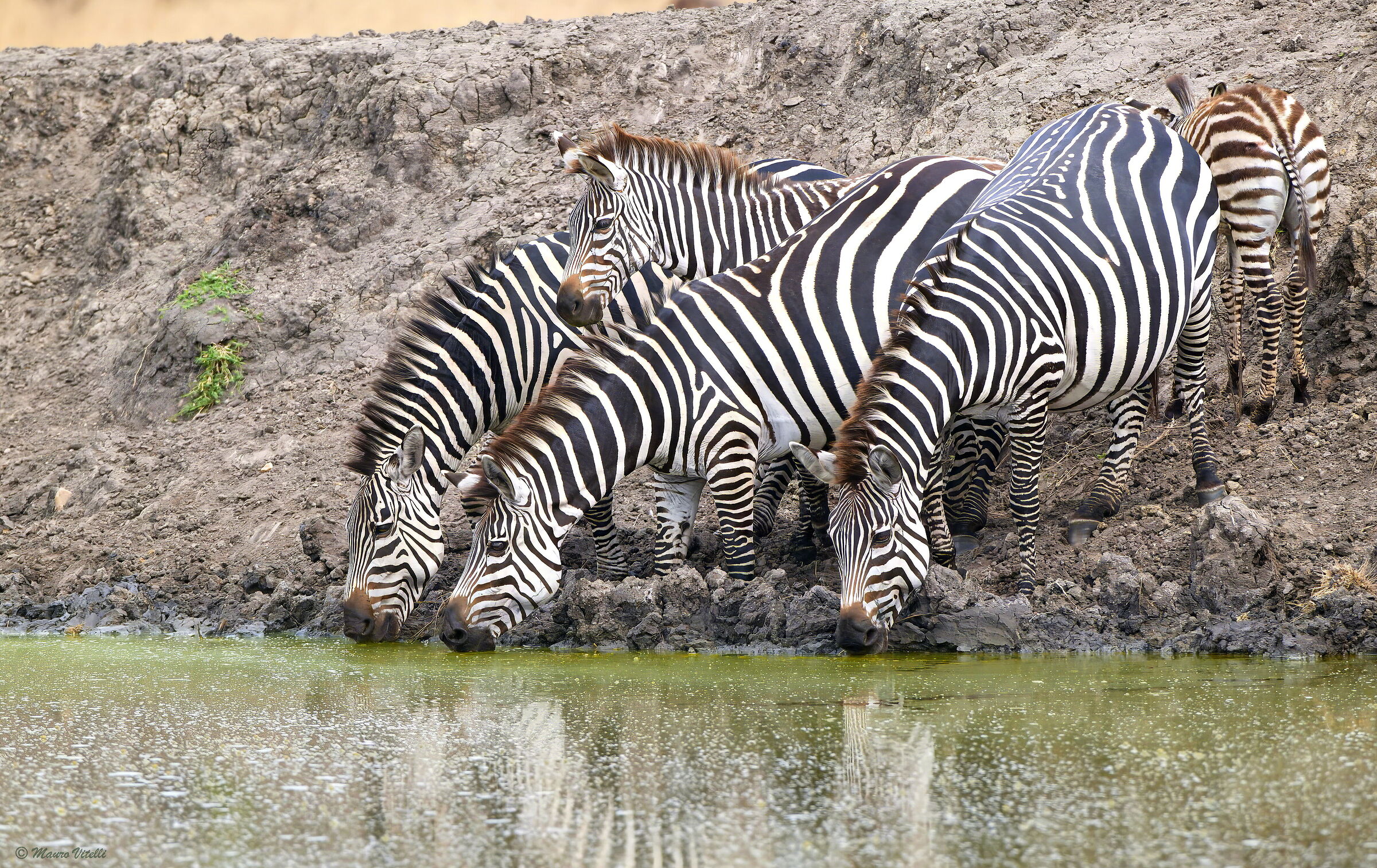 Watering zebras (Mburu national park) Uganda