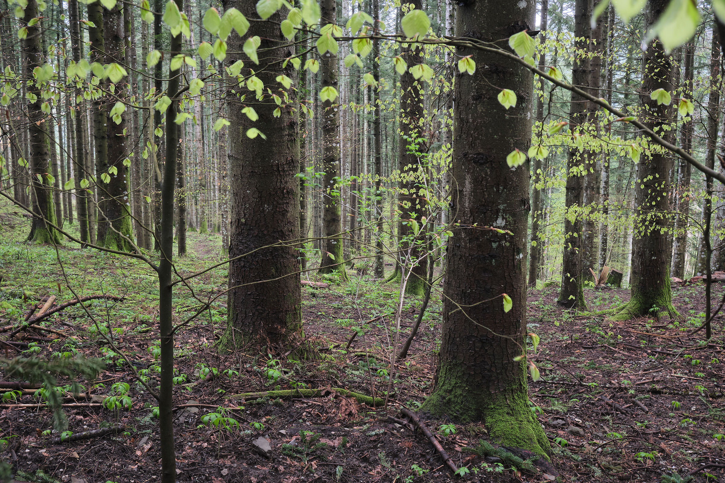 Spring in the forest