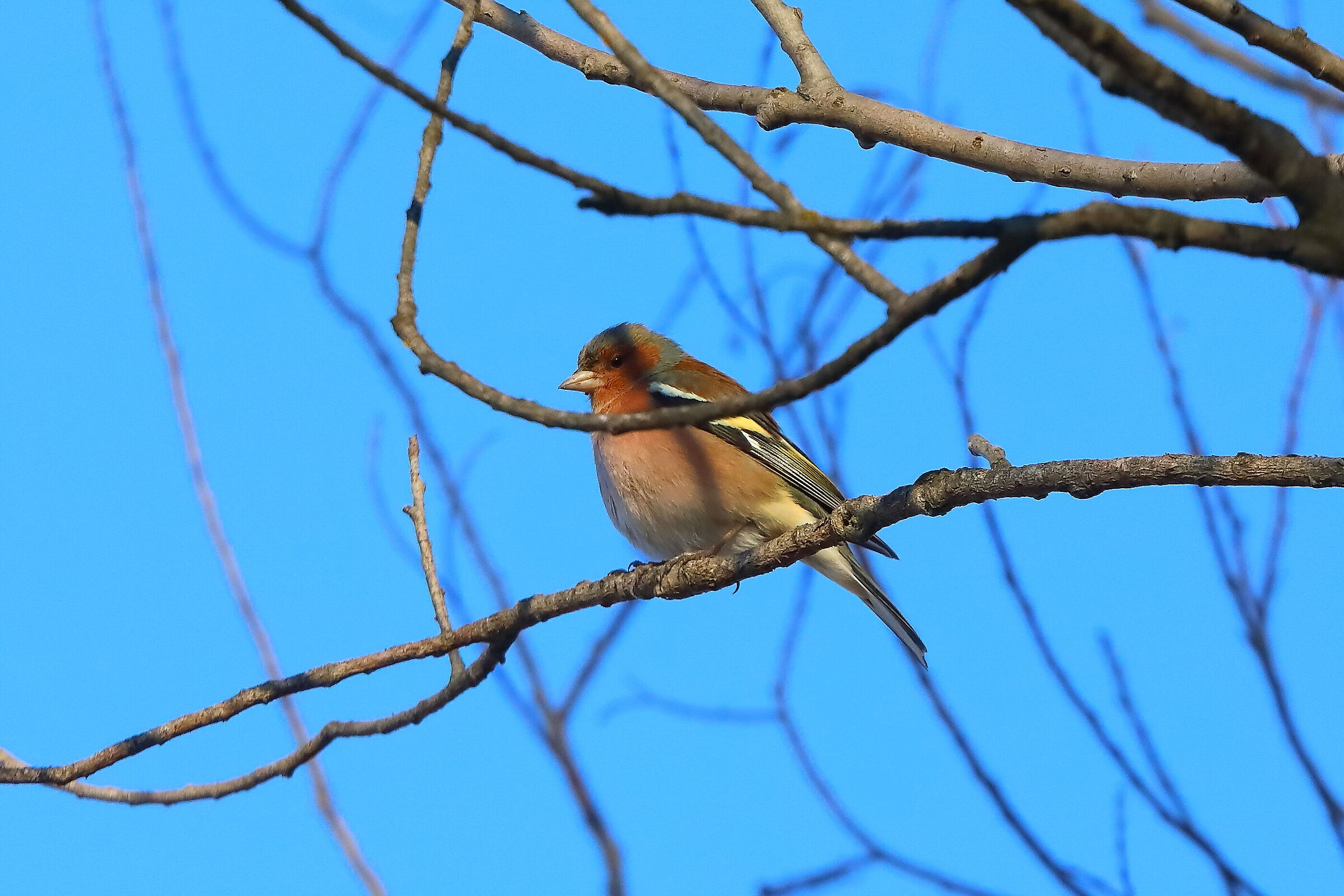 Fringuello 01 gennaio 2025 - 0012