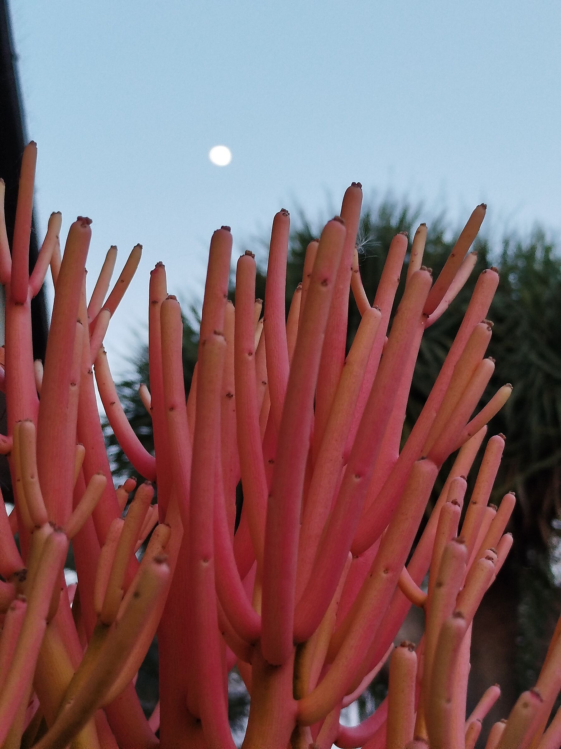 Euphorbia  tirucalli