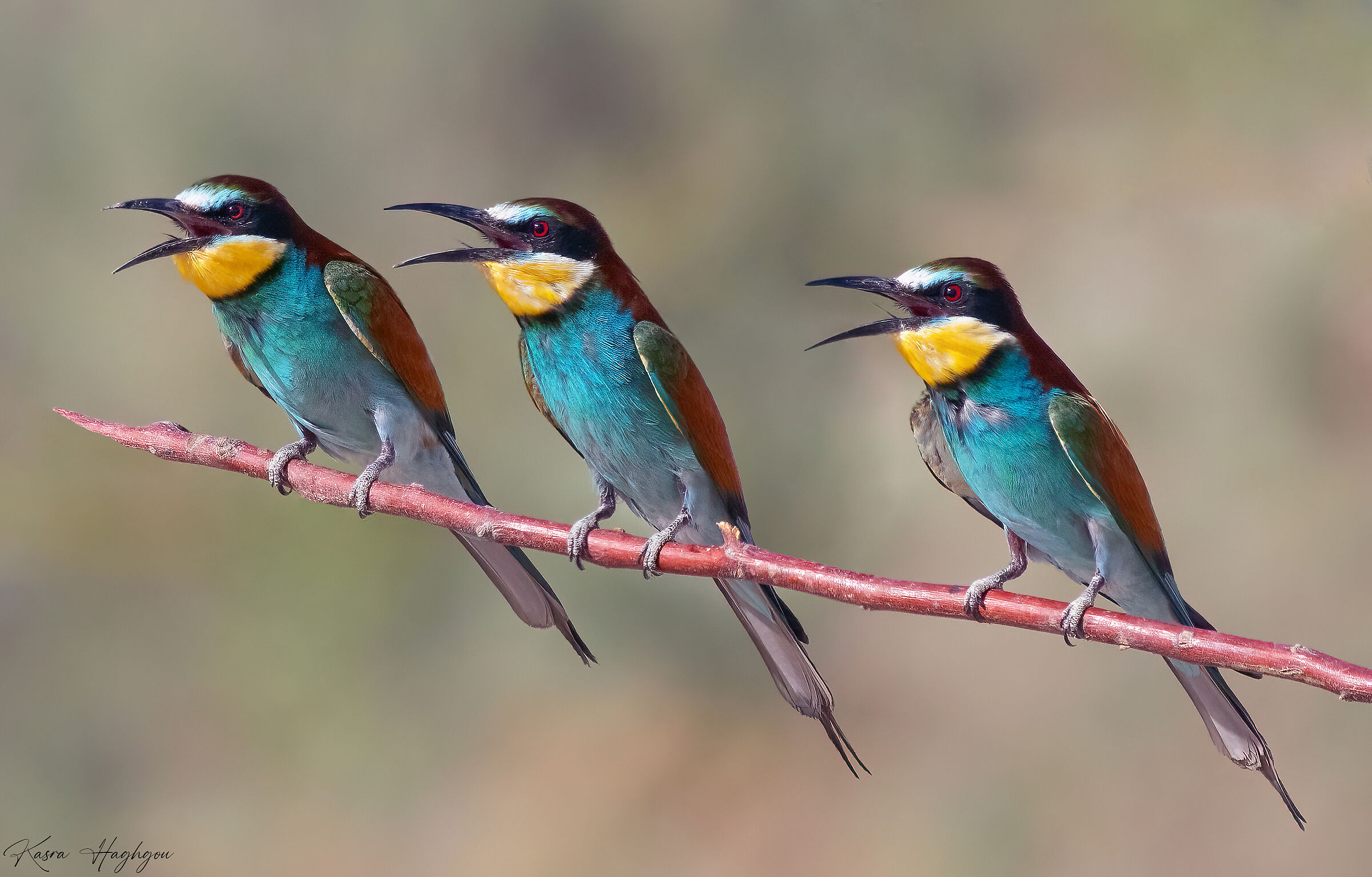 European bee-eater