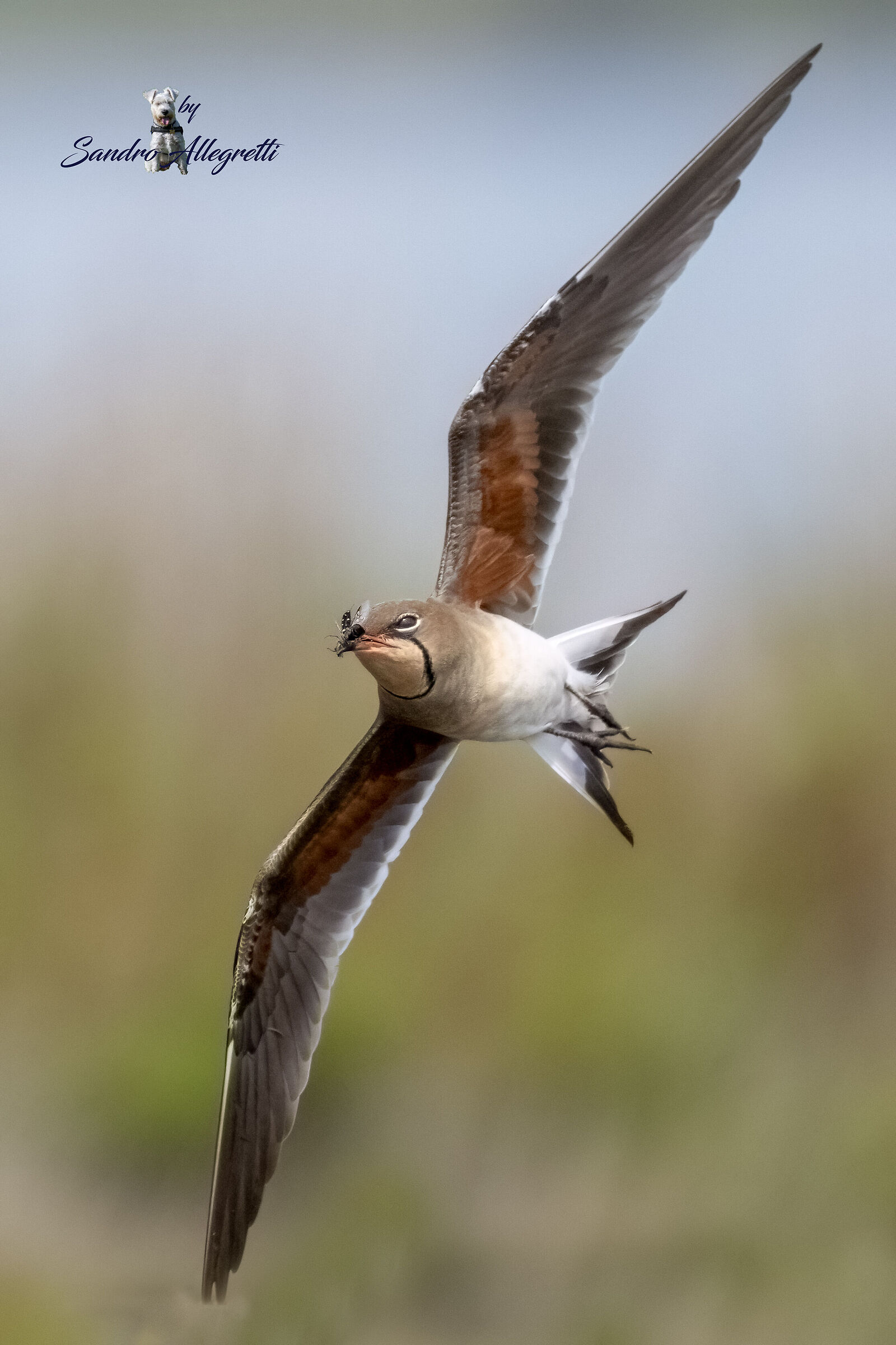 La pernice di mare (Glareola pratincola)