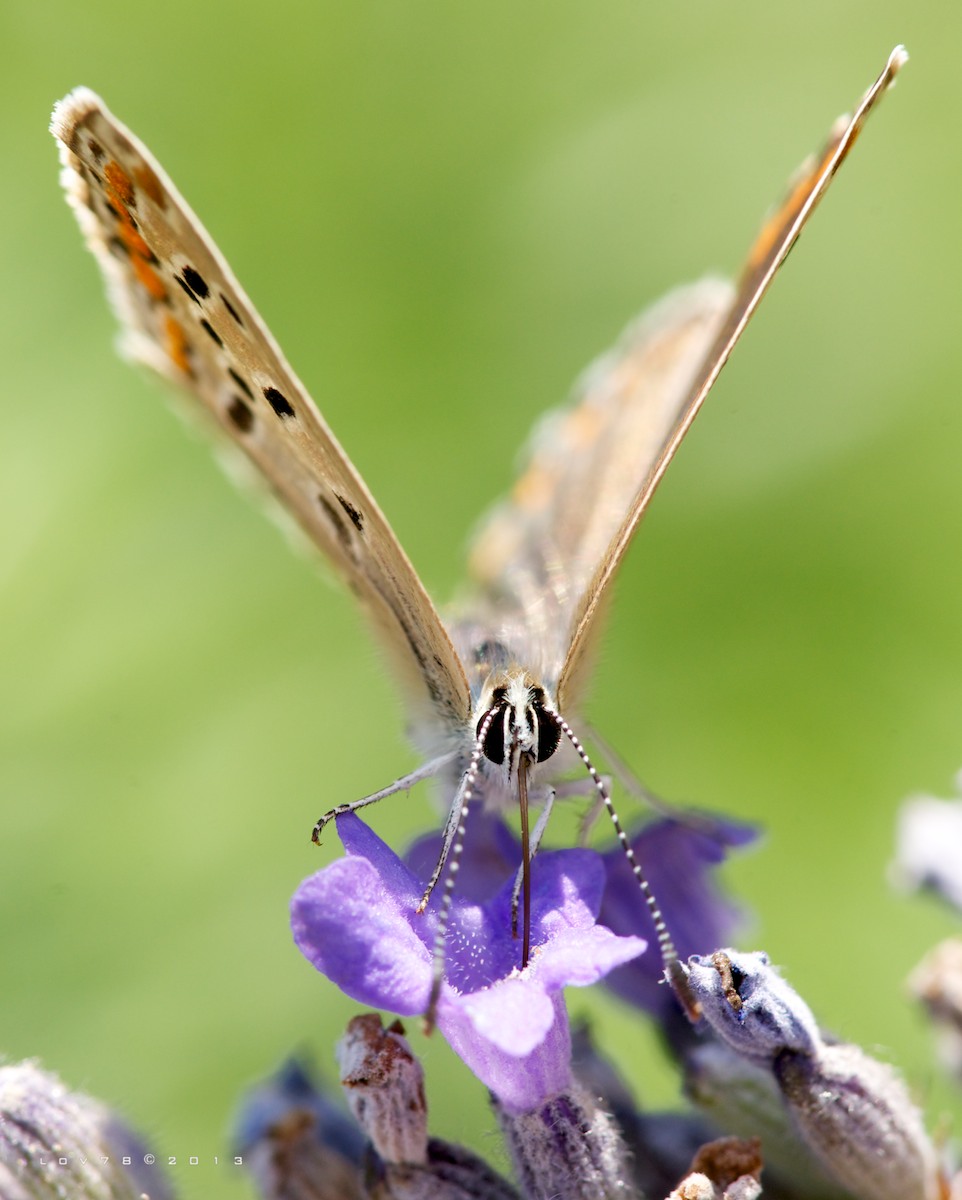 macro & lavanda