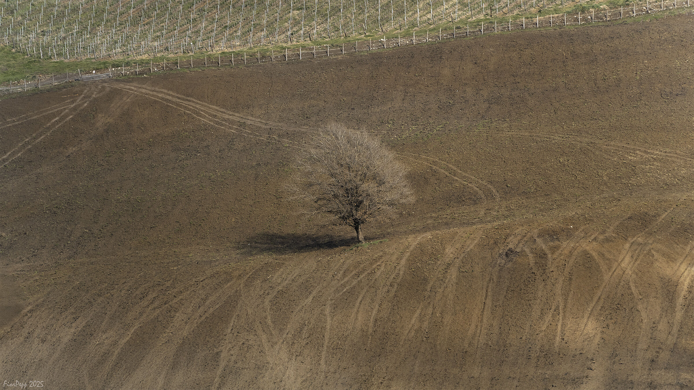 Albero solitario