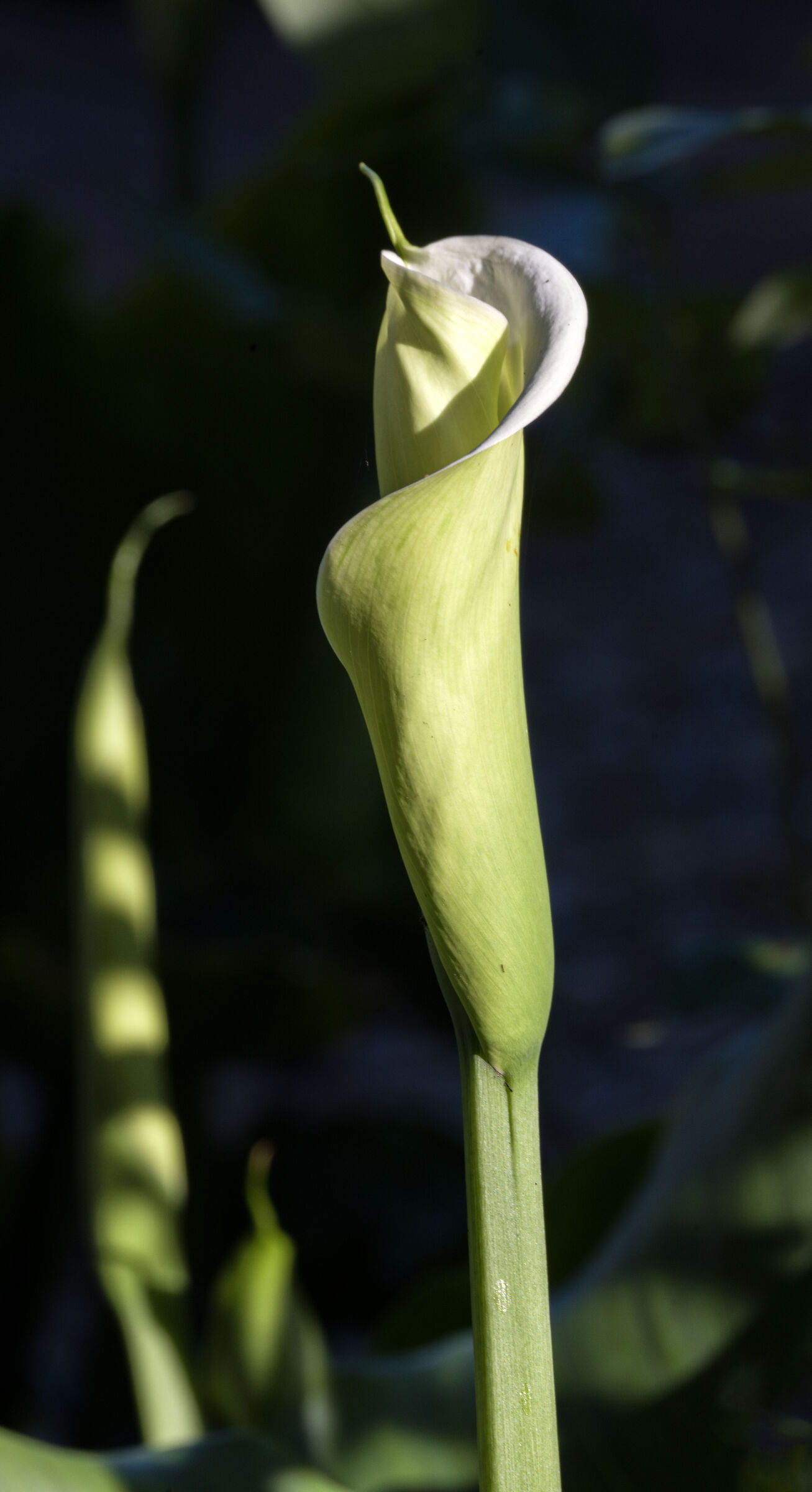 Untitled Photo