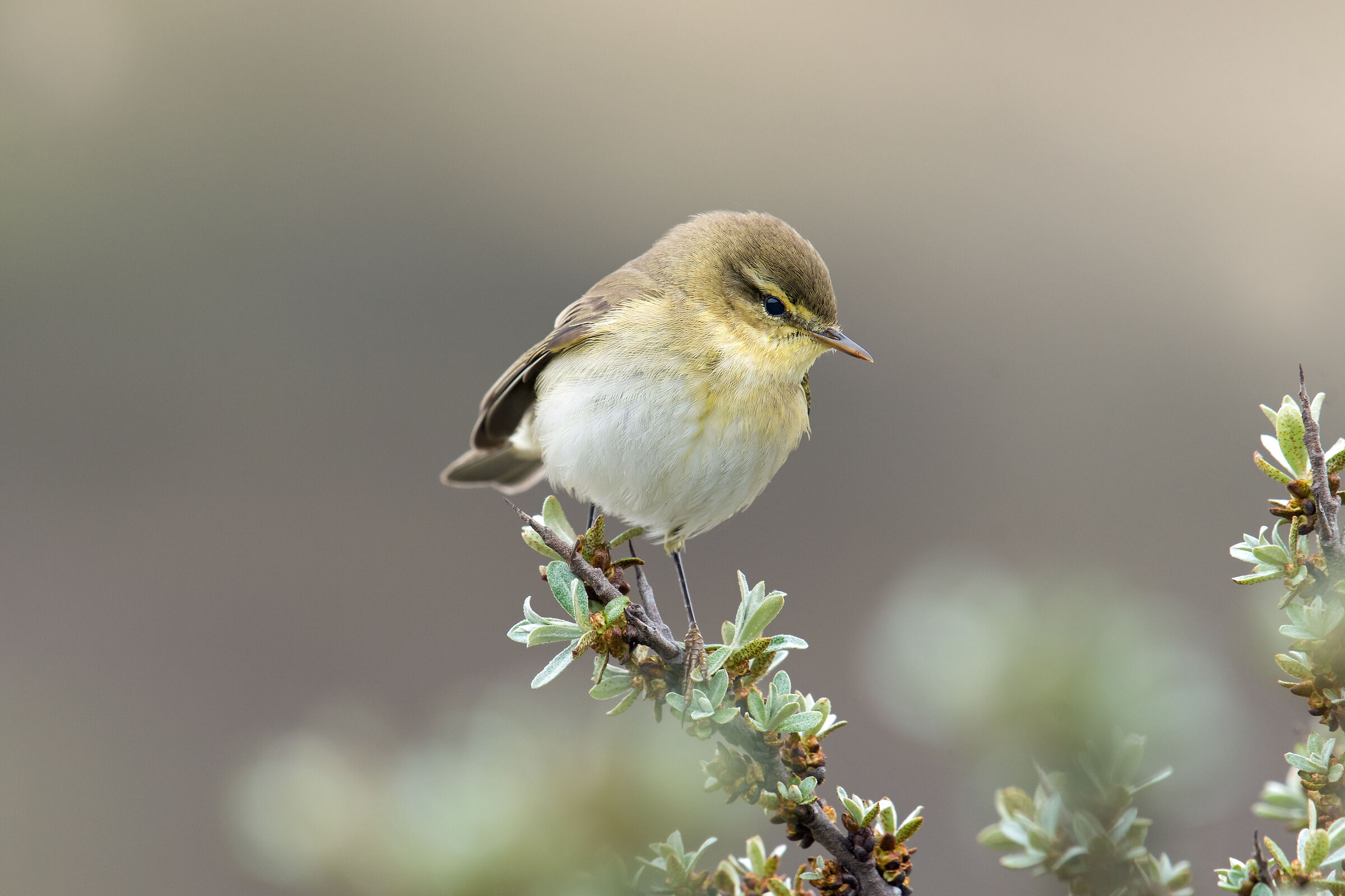 Willow warbler