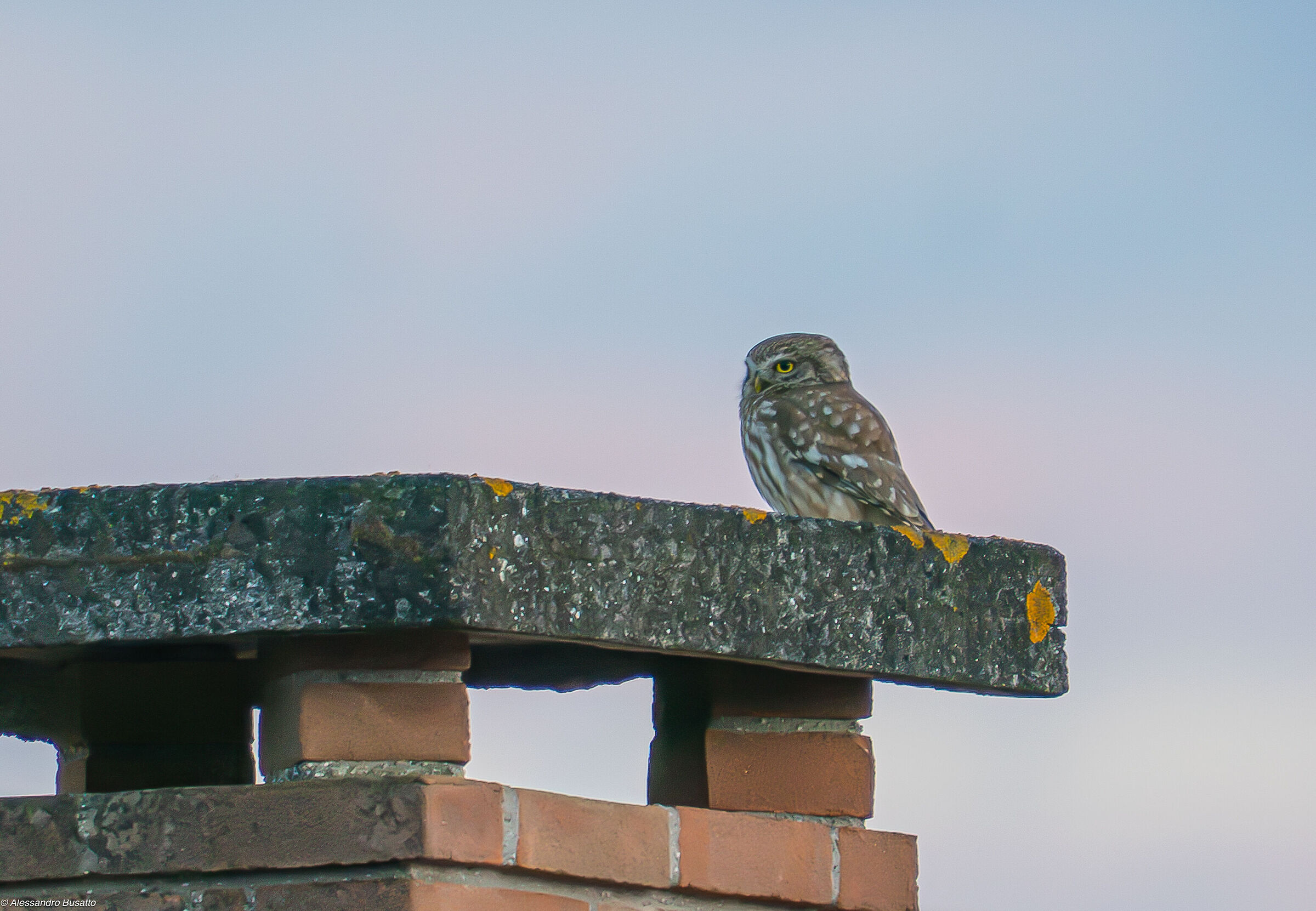 Owl