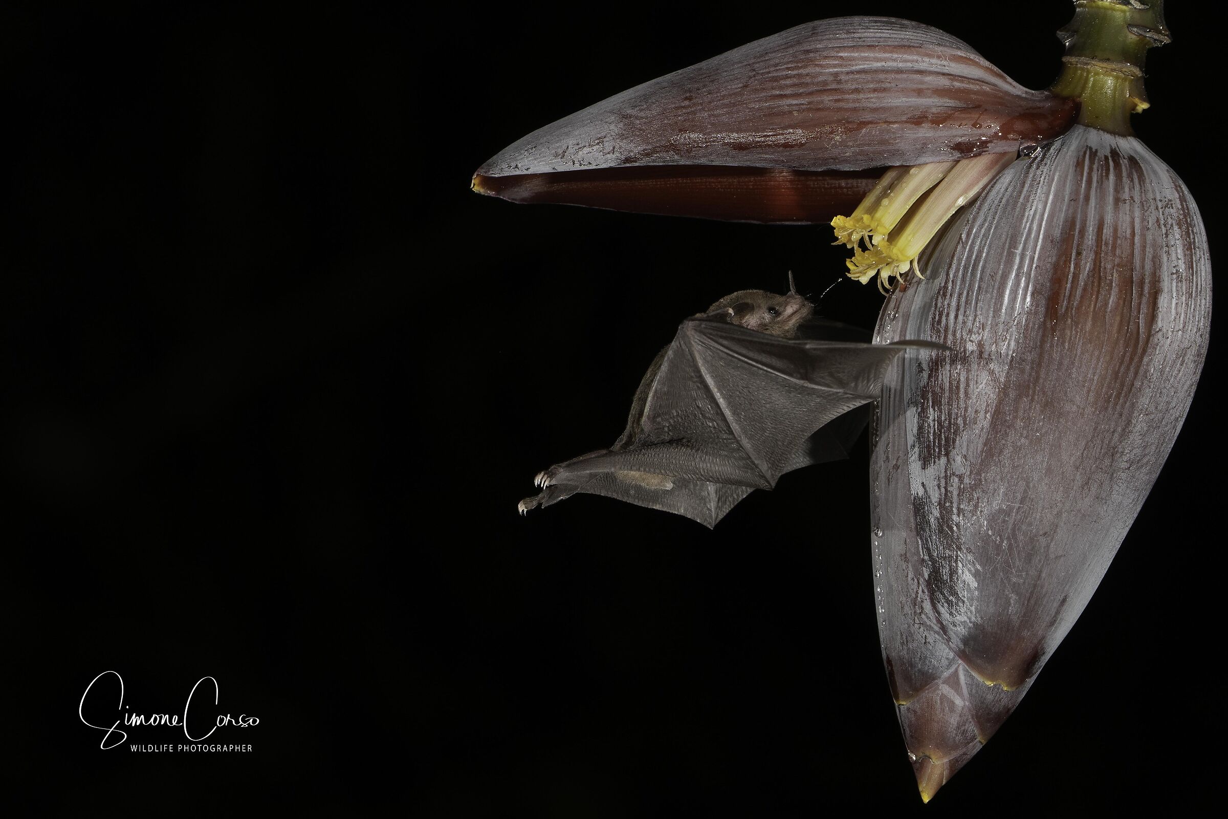 Bat and Banana Flower