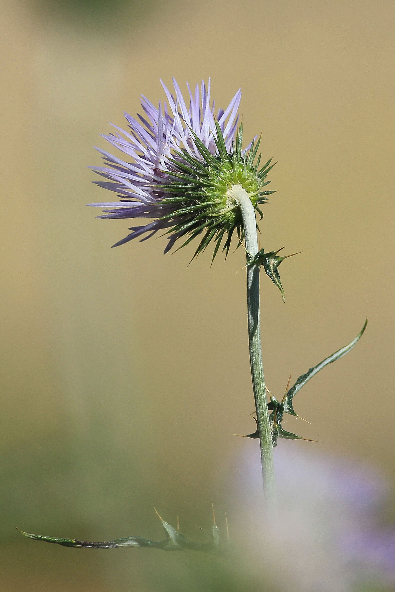 Wild Flower