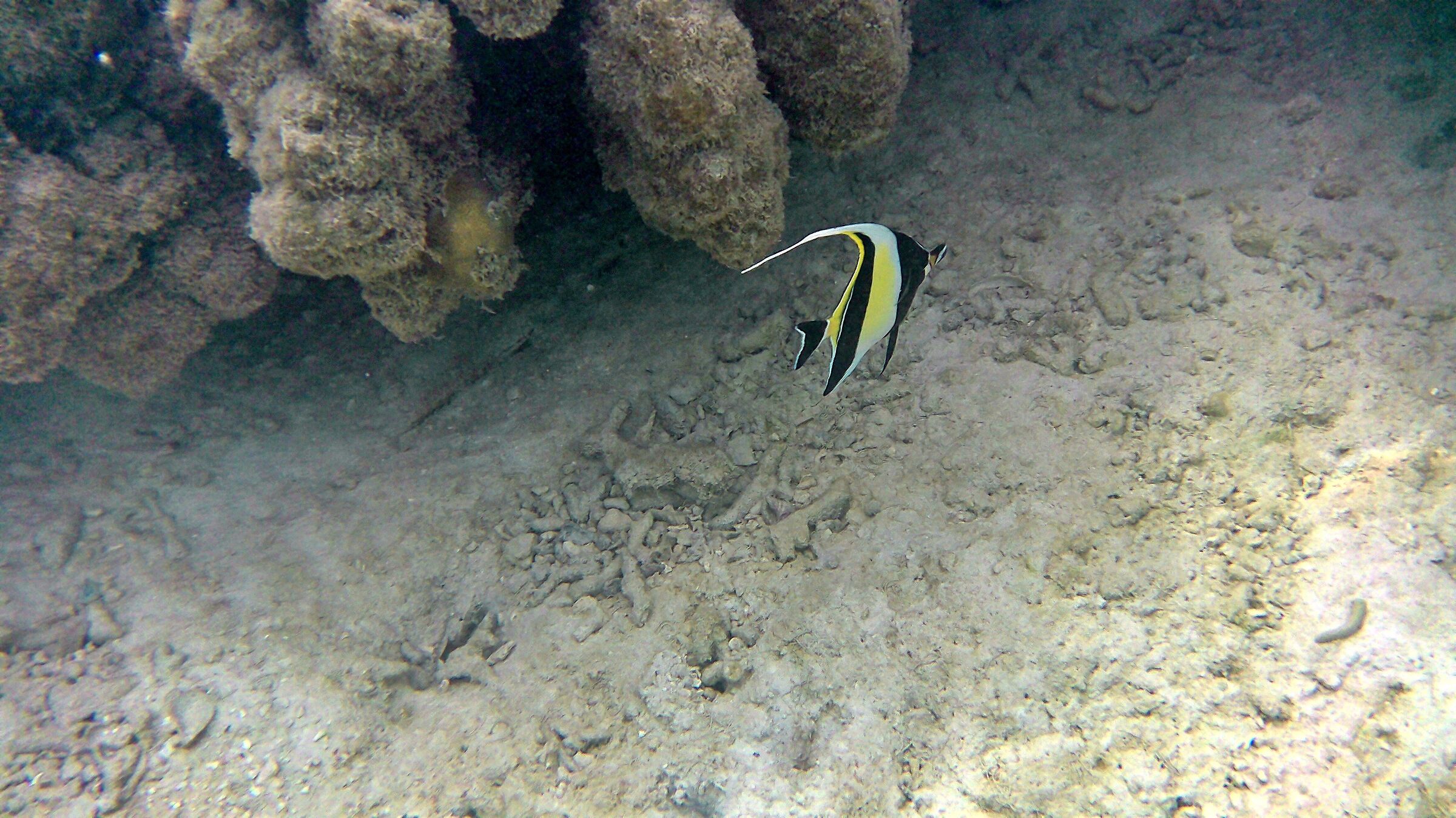 Angelfish. Thailand