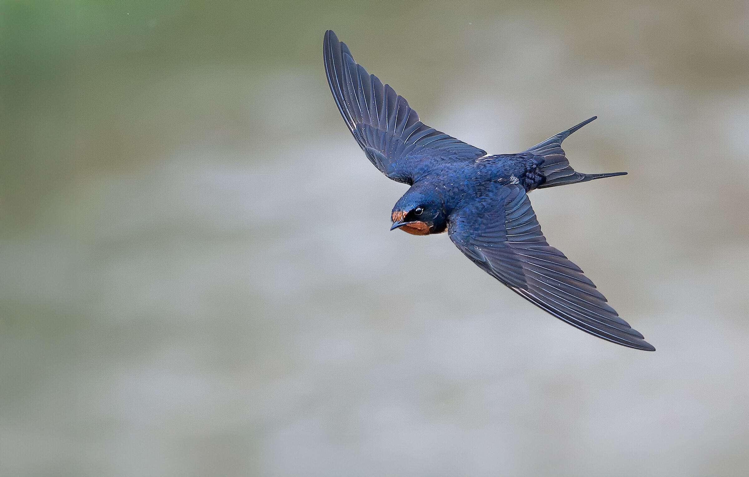 Barn swallow