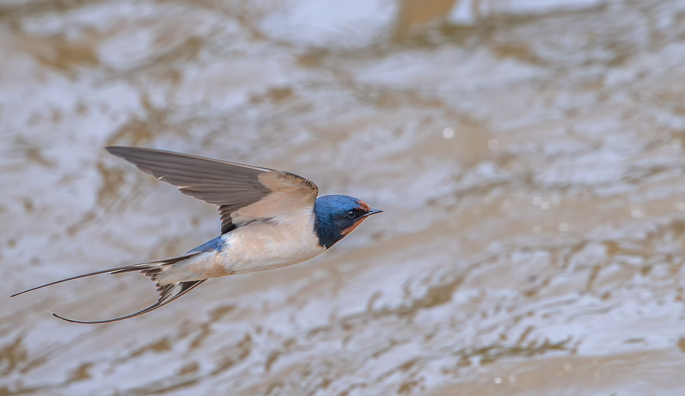 Barn swallow