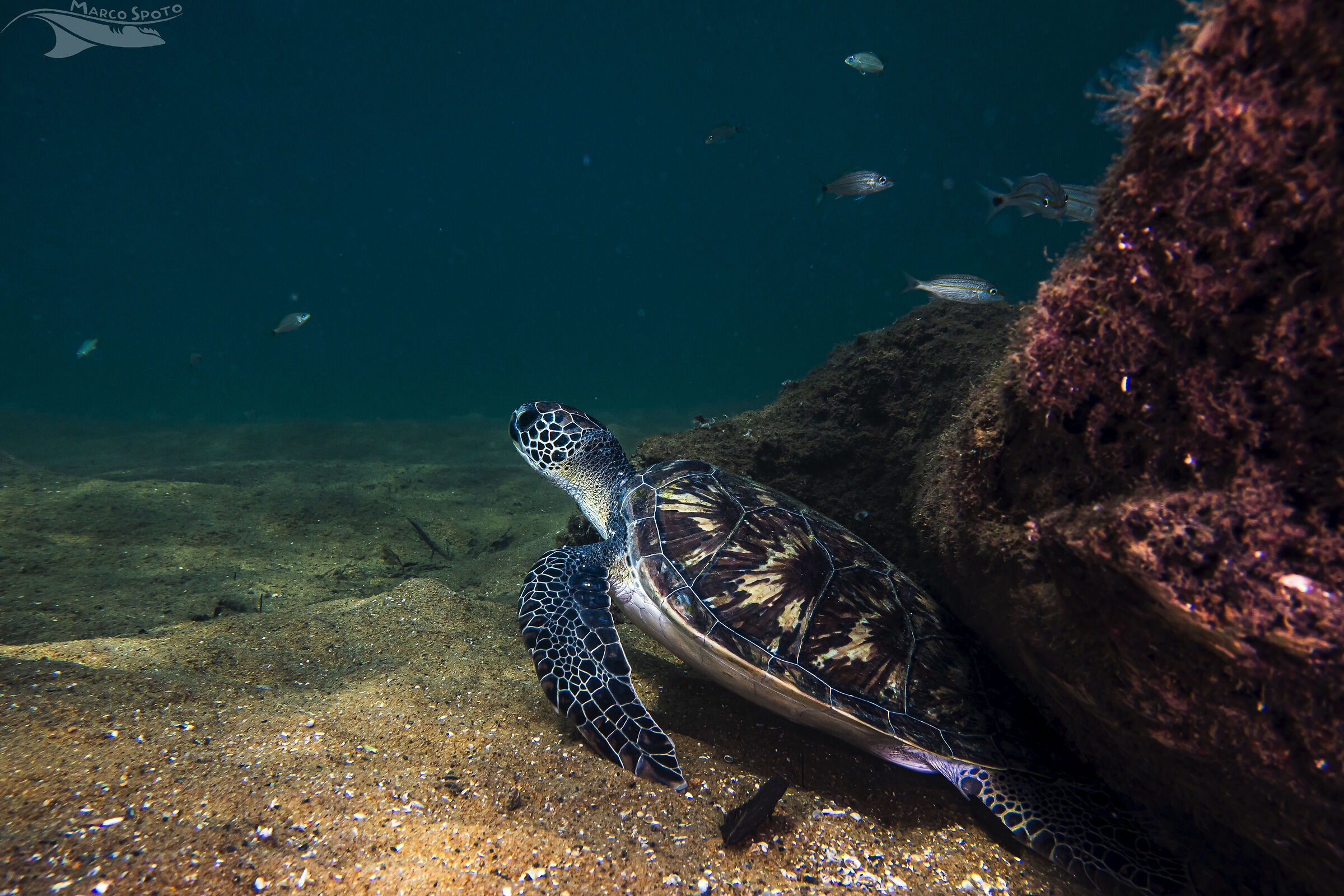 Chelonia mydas, la tartaruga verde