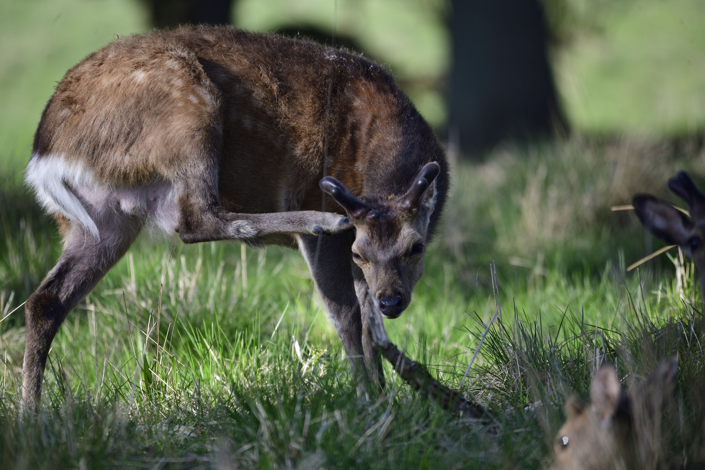 Fallow deer