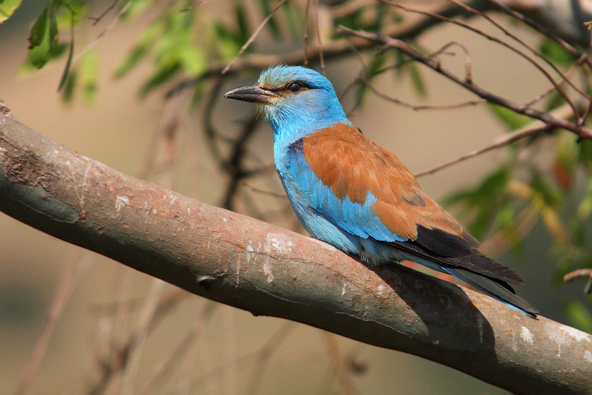 European Roller