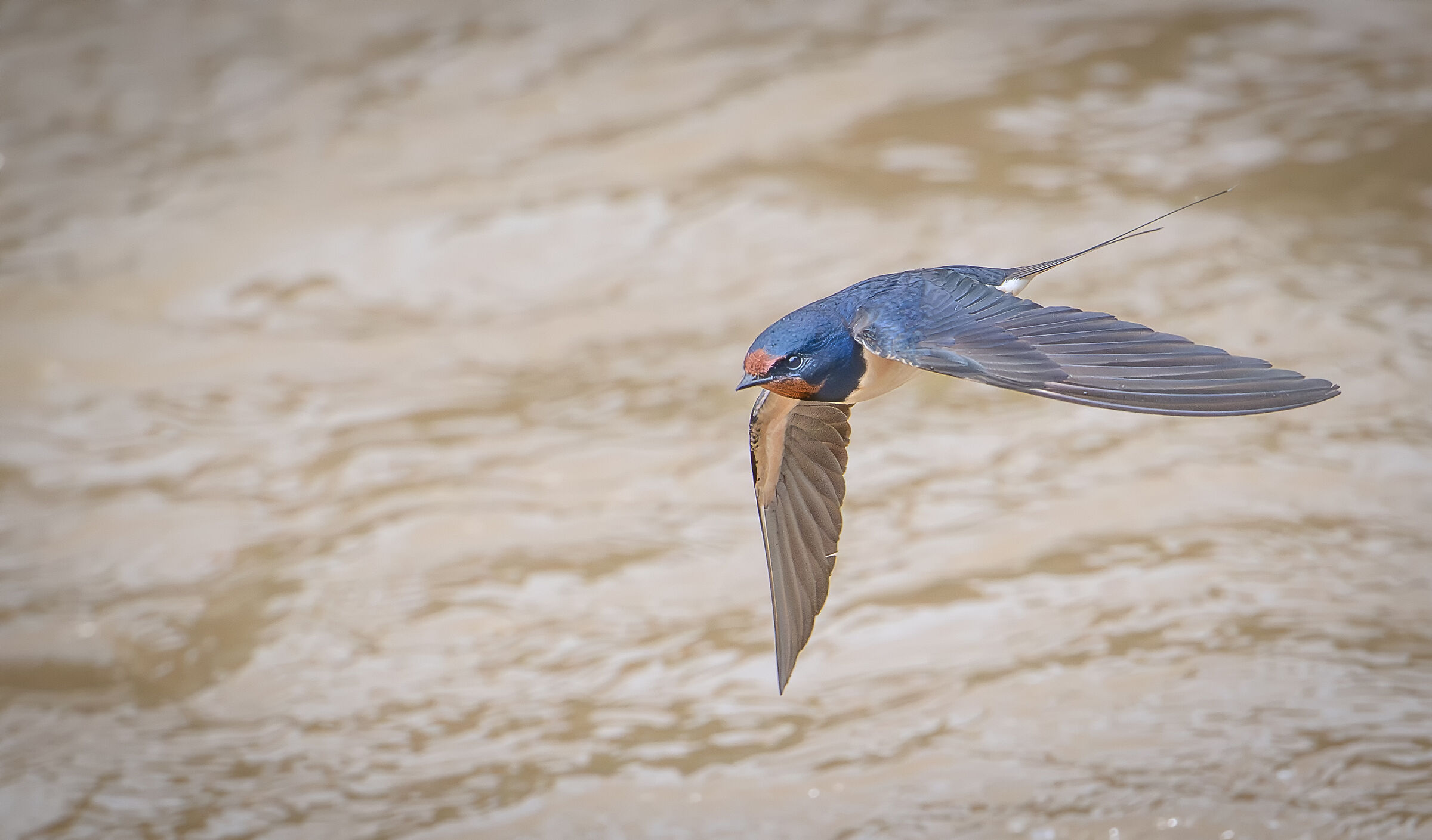 Barn swallow